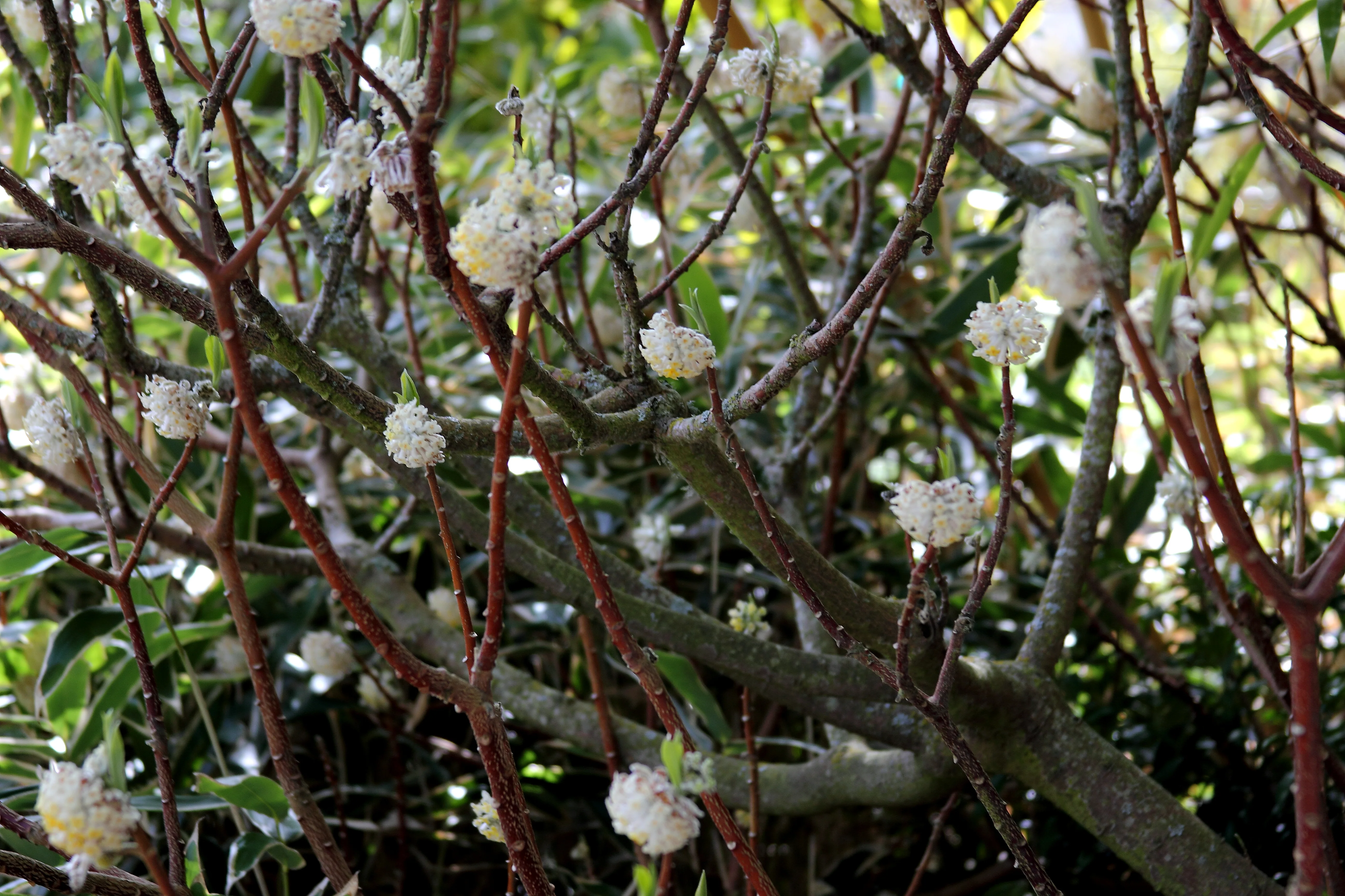 Edgeworthia chrysantha 'Nanjing Gold' - Image 3