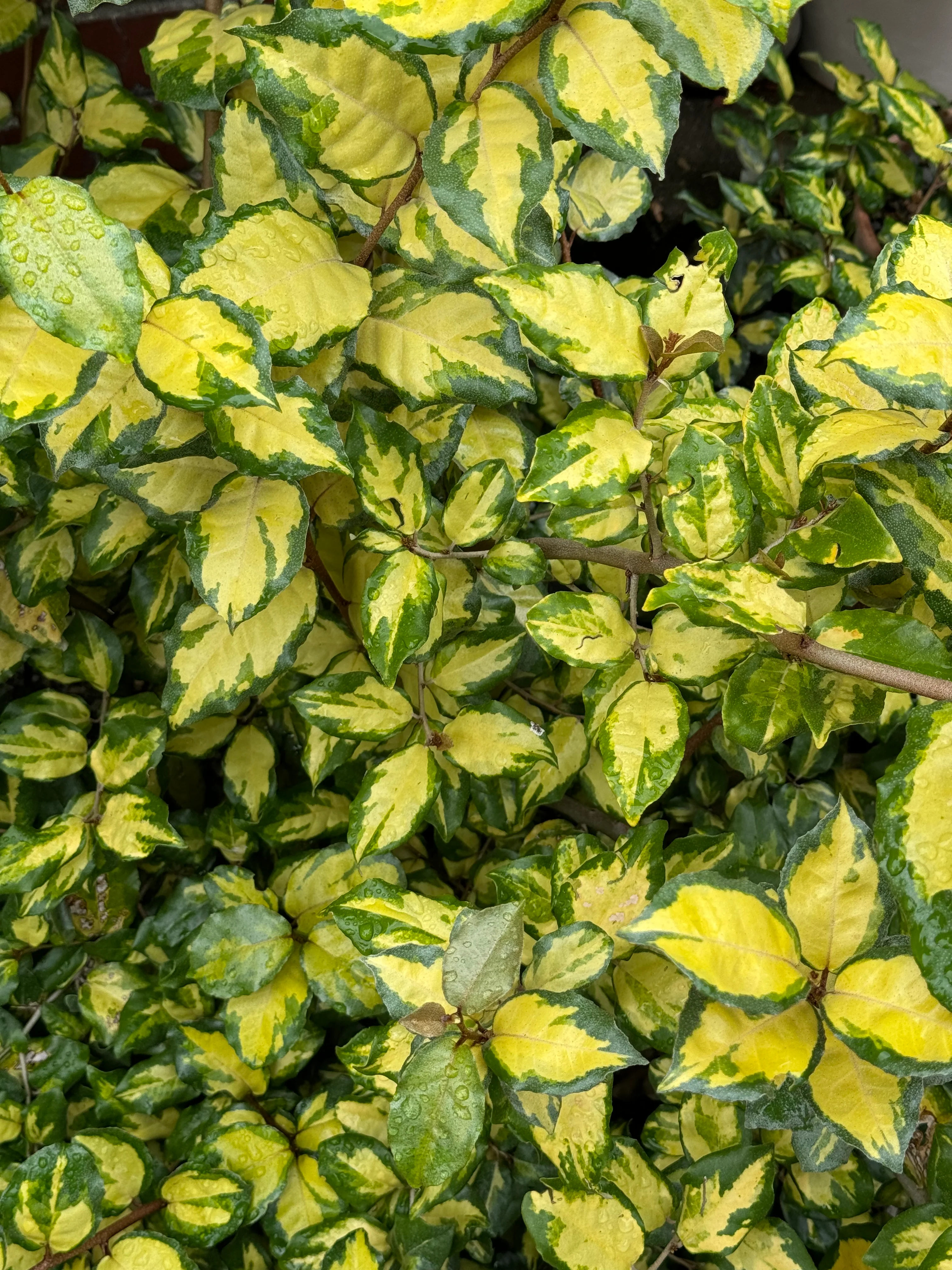 *RETAIL - Elaeagnus pungens 'Clemson Variegated' - Image 2