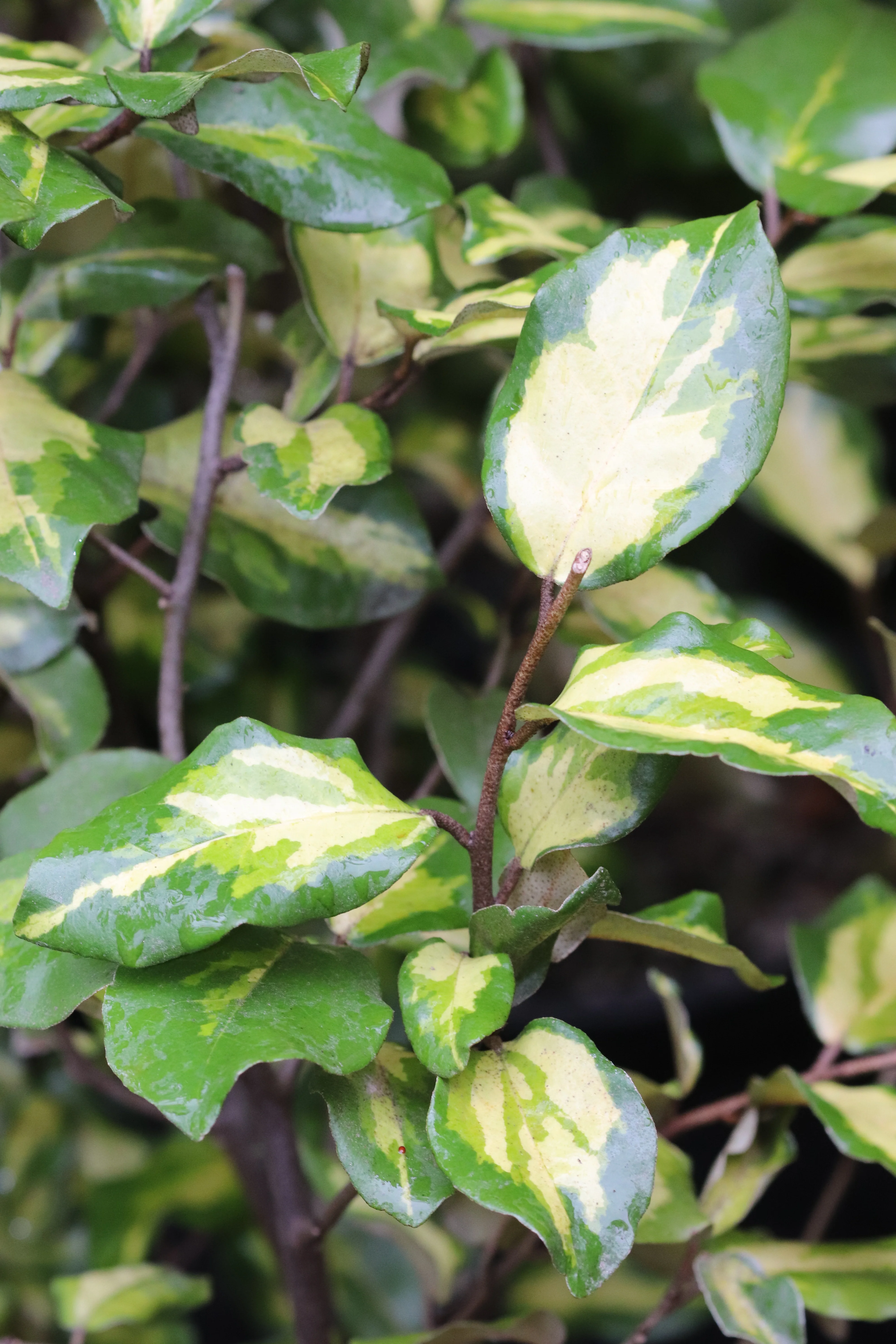 *RETAIL - Elaeagnus pungens 'Clemson Variegated' - Image 3