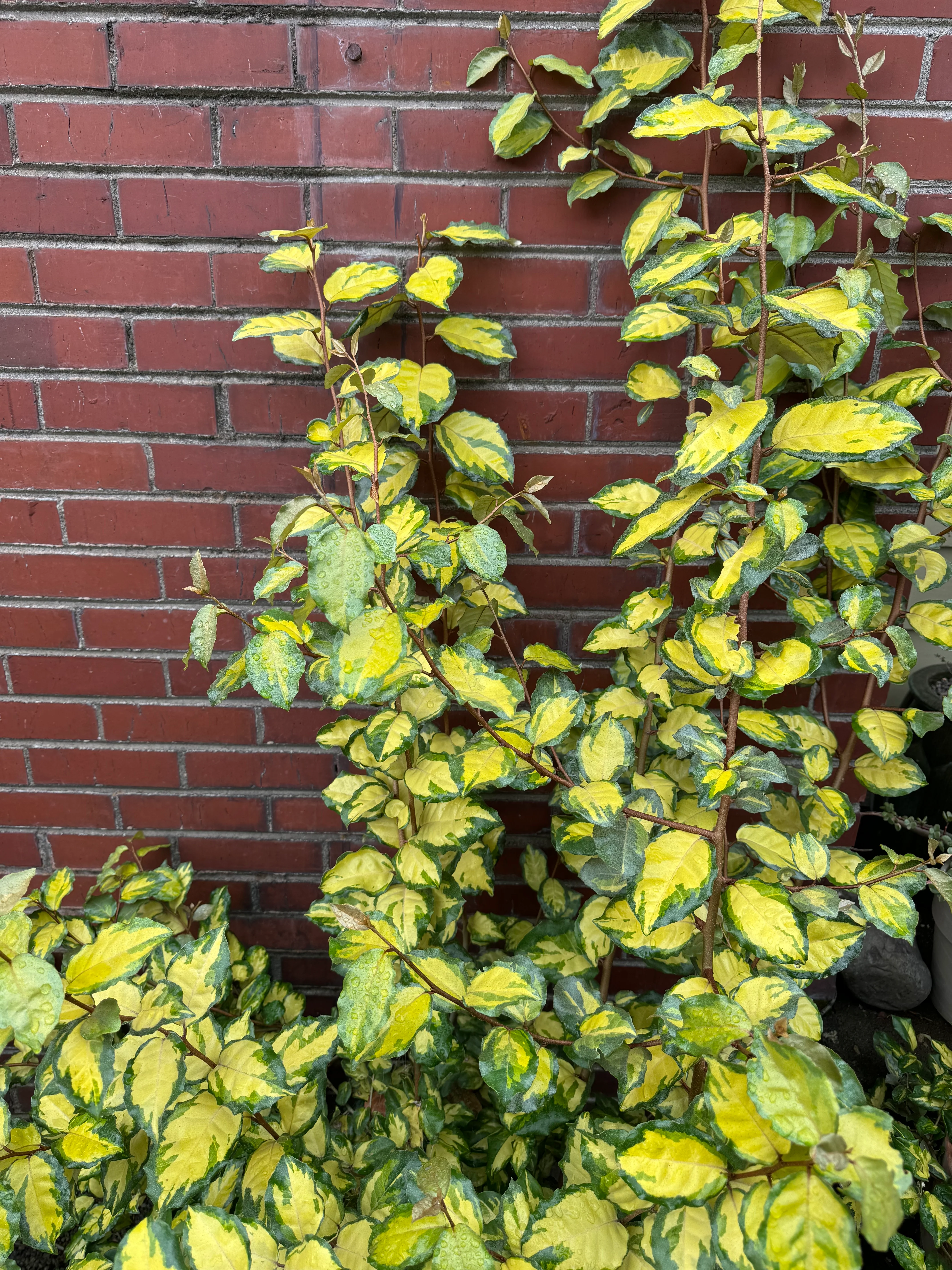 *RETAIL - Elaeagnus pungens 'Clemson Variegated' - Image 4