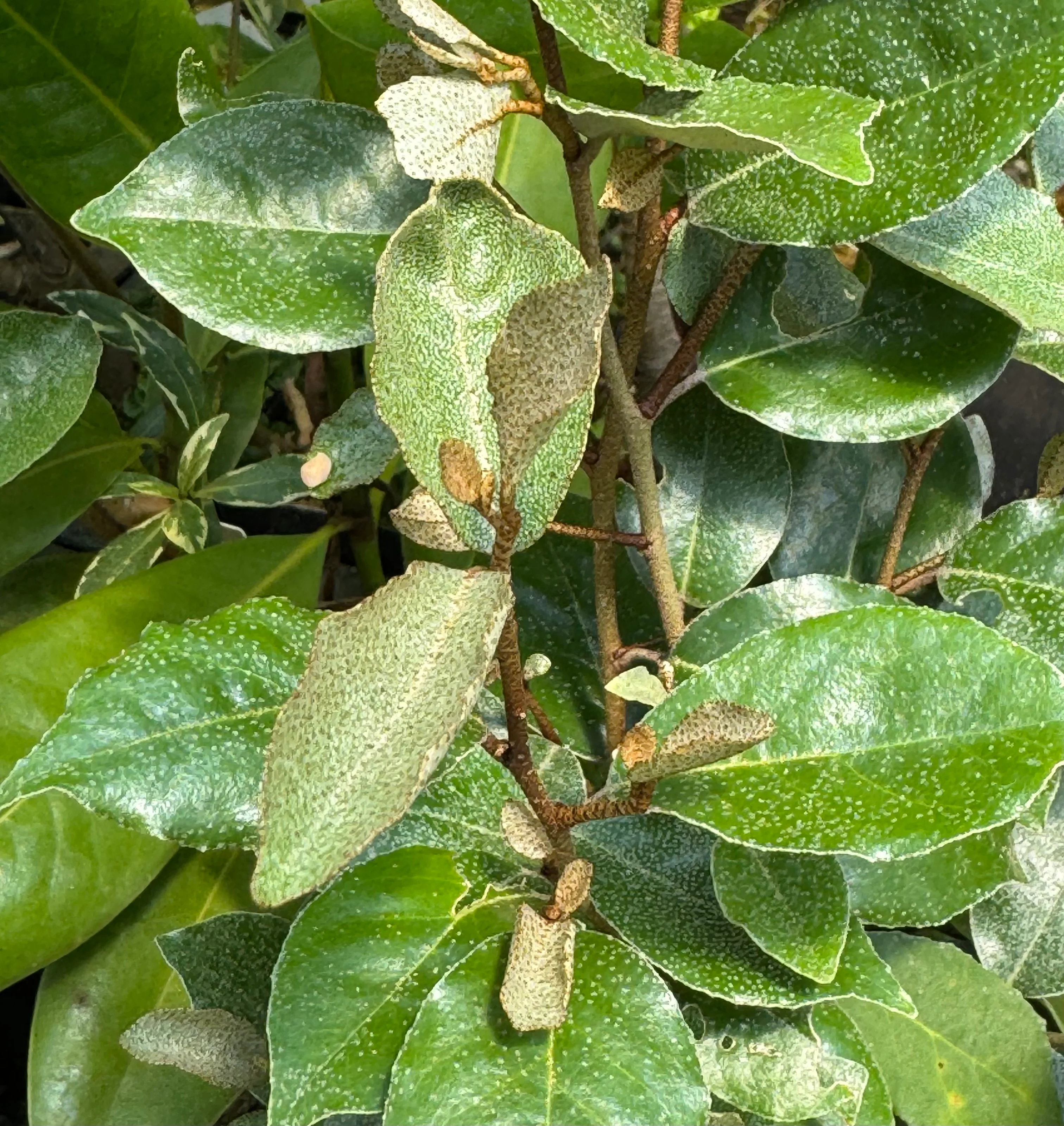 Elaeagnus pungens ‘Glen St. Mary'