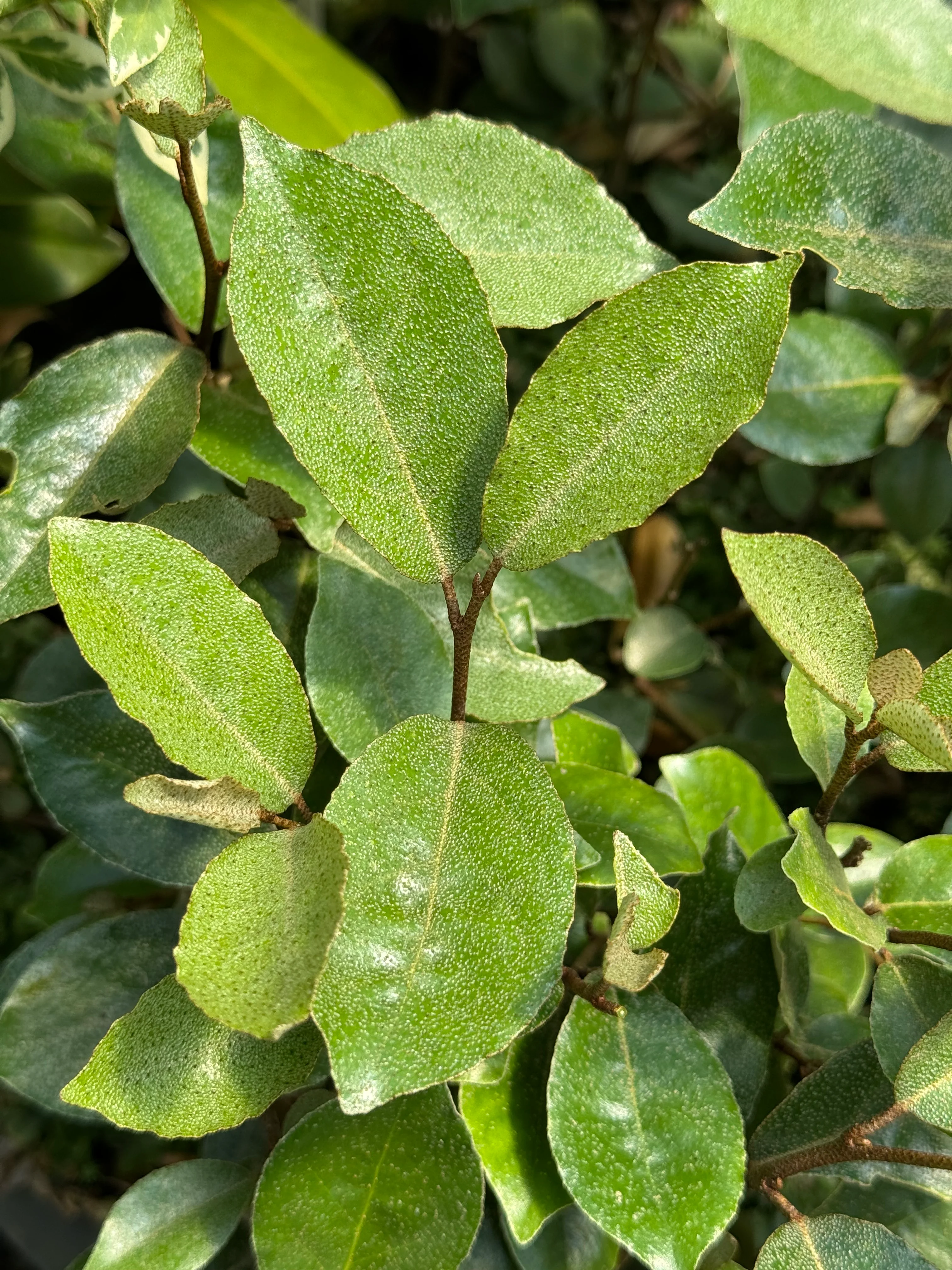 Elaeagnus pungens ‘Glen St. Mary' - Image 2
