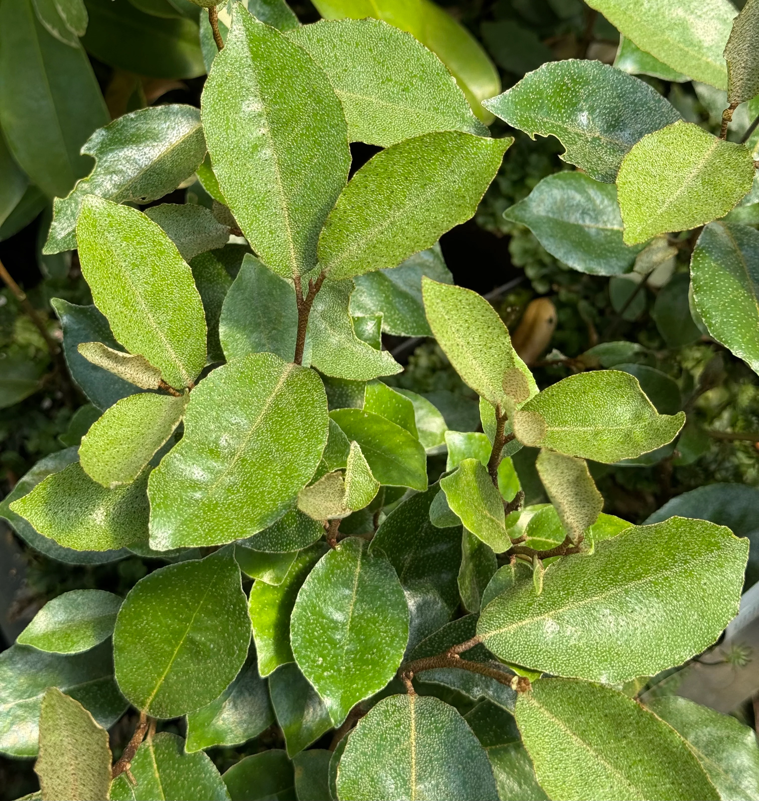 Elaeagnus pungens ‘Glen St. Mary' - Image 3