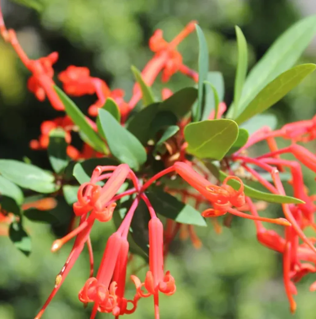 Embothrium coccineum - Image 2