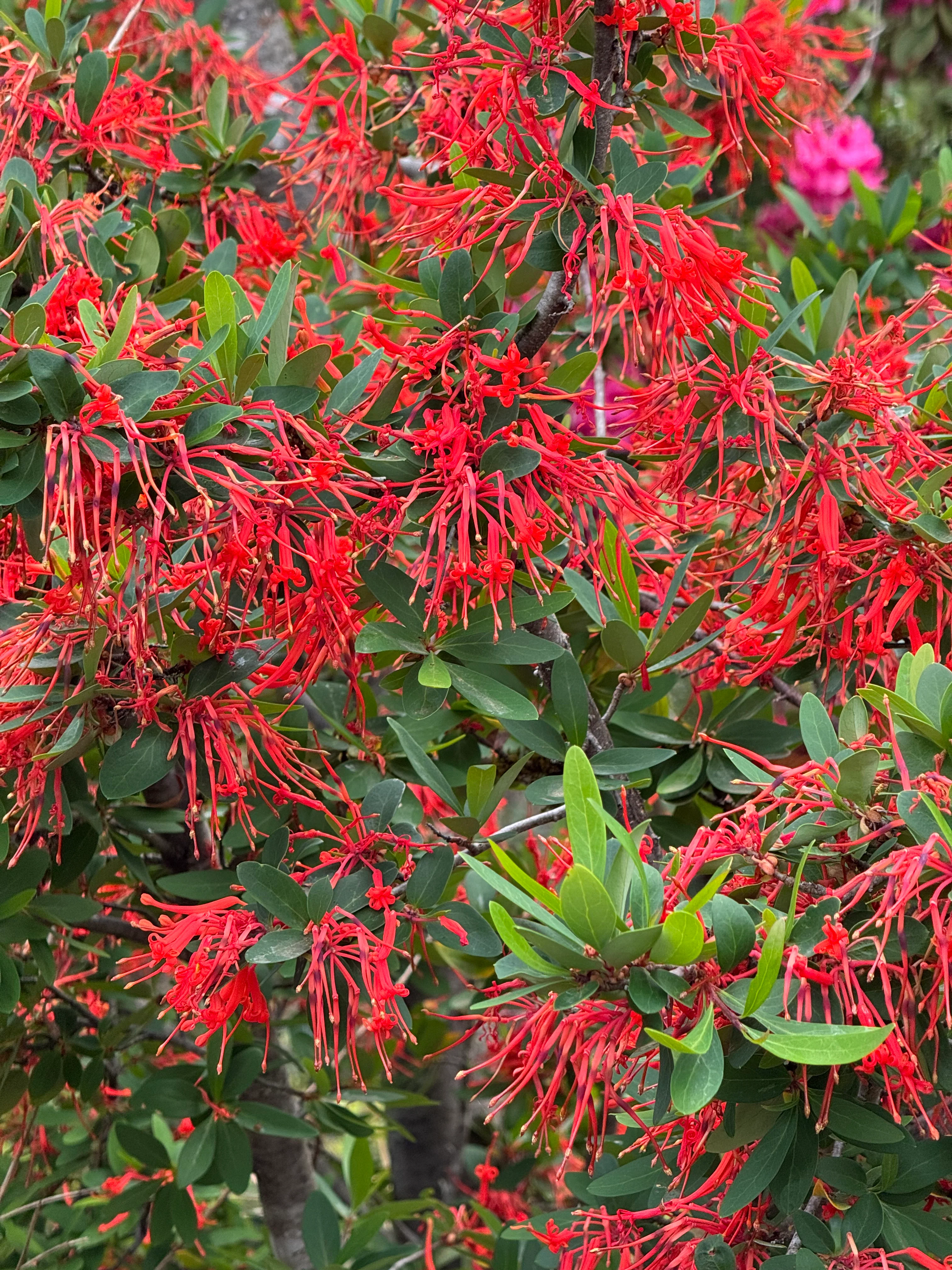 Embothrium coccineum - Image 3