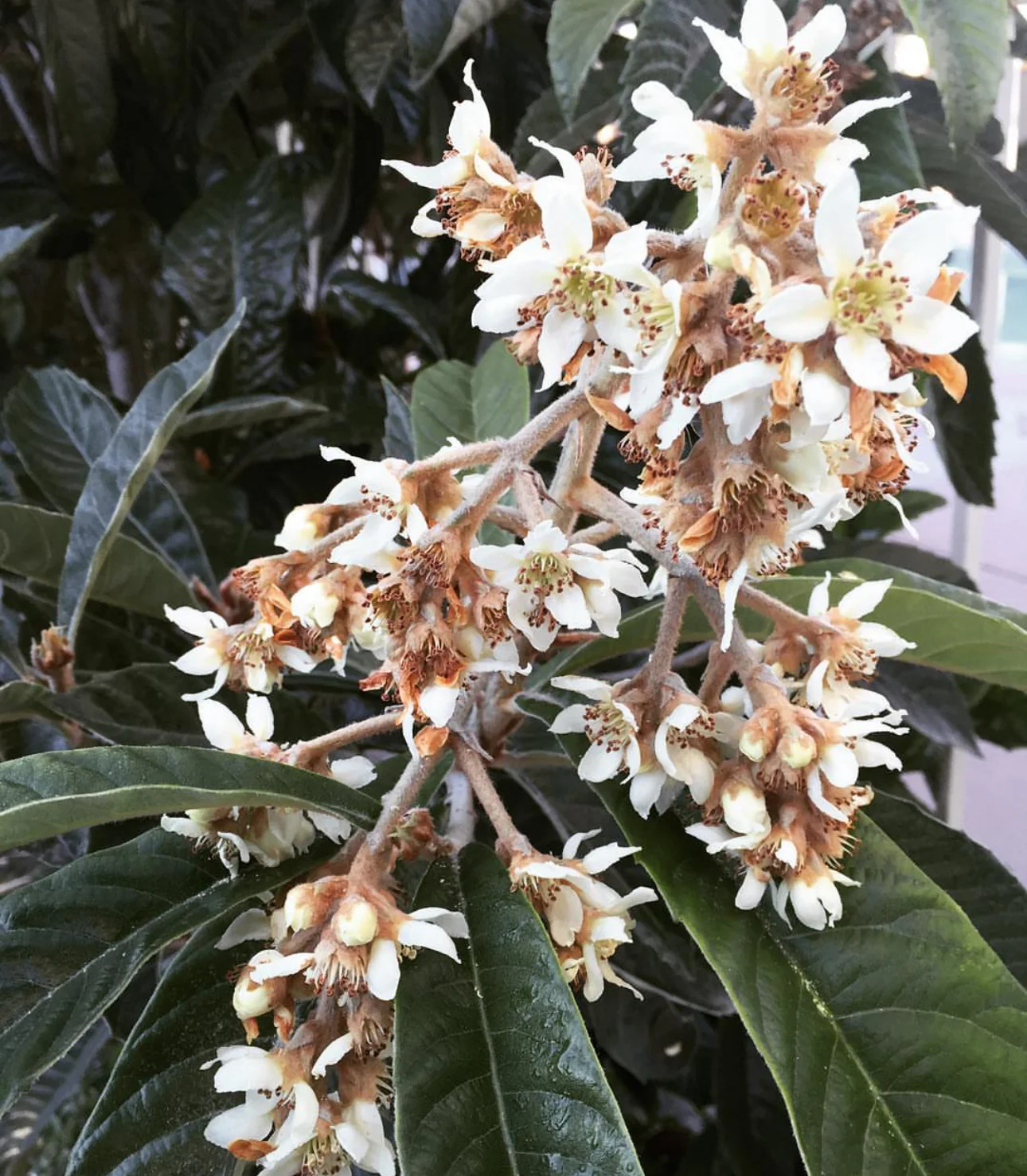 Eriobotrya japonica - Image 2