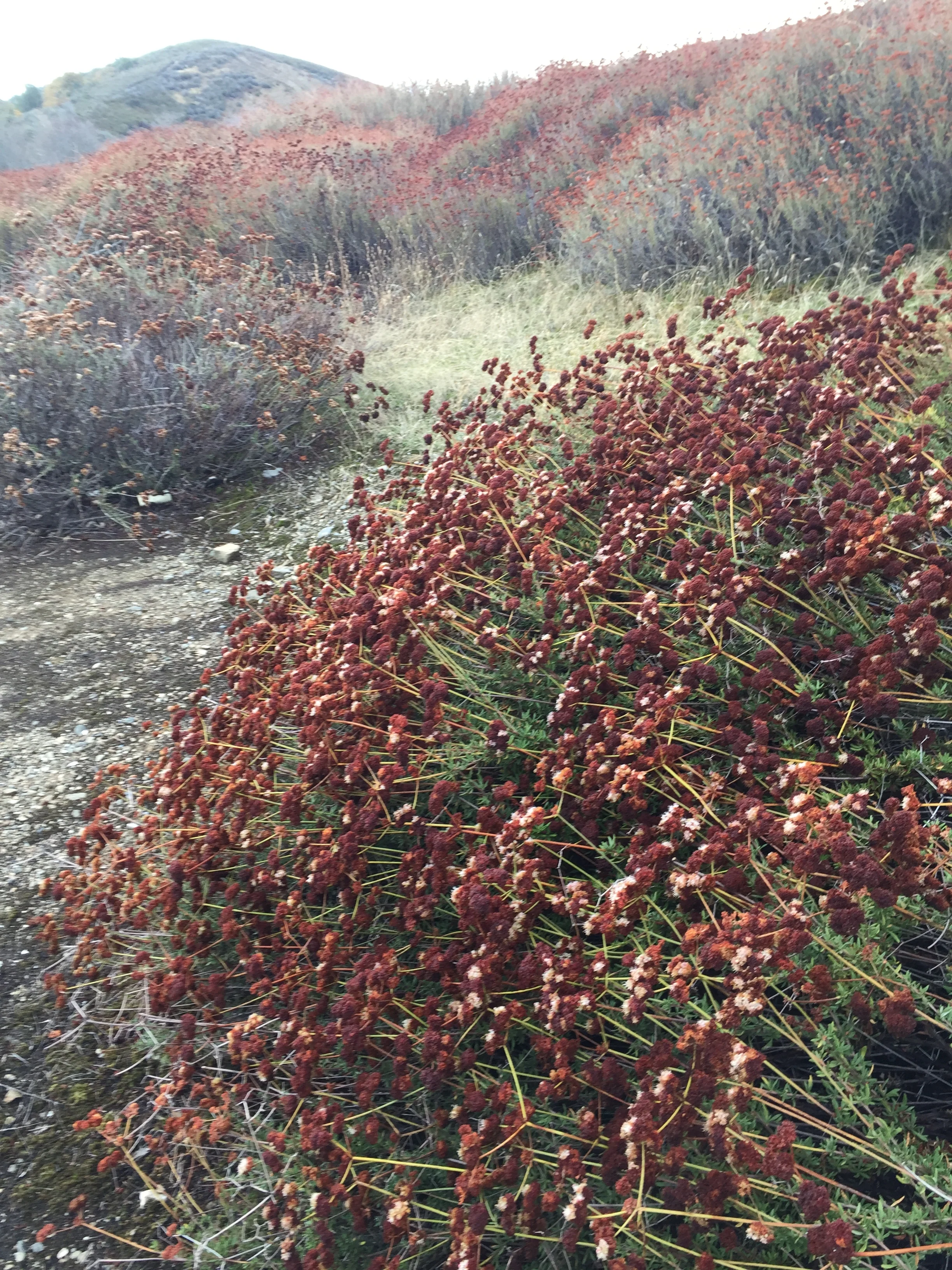Eriogonum fasciculatum 23.0021 - Image 2
