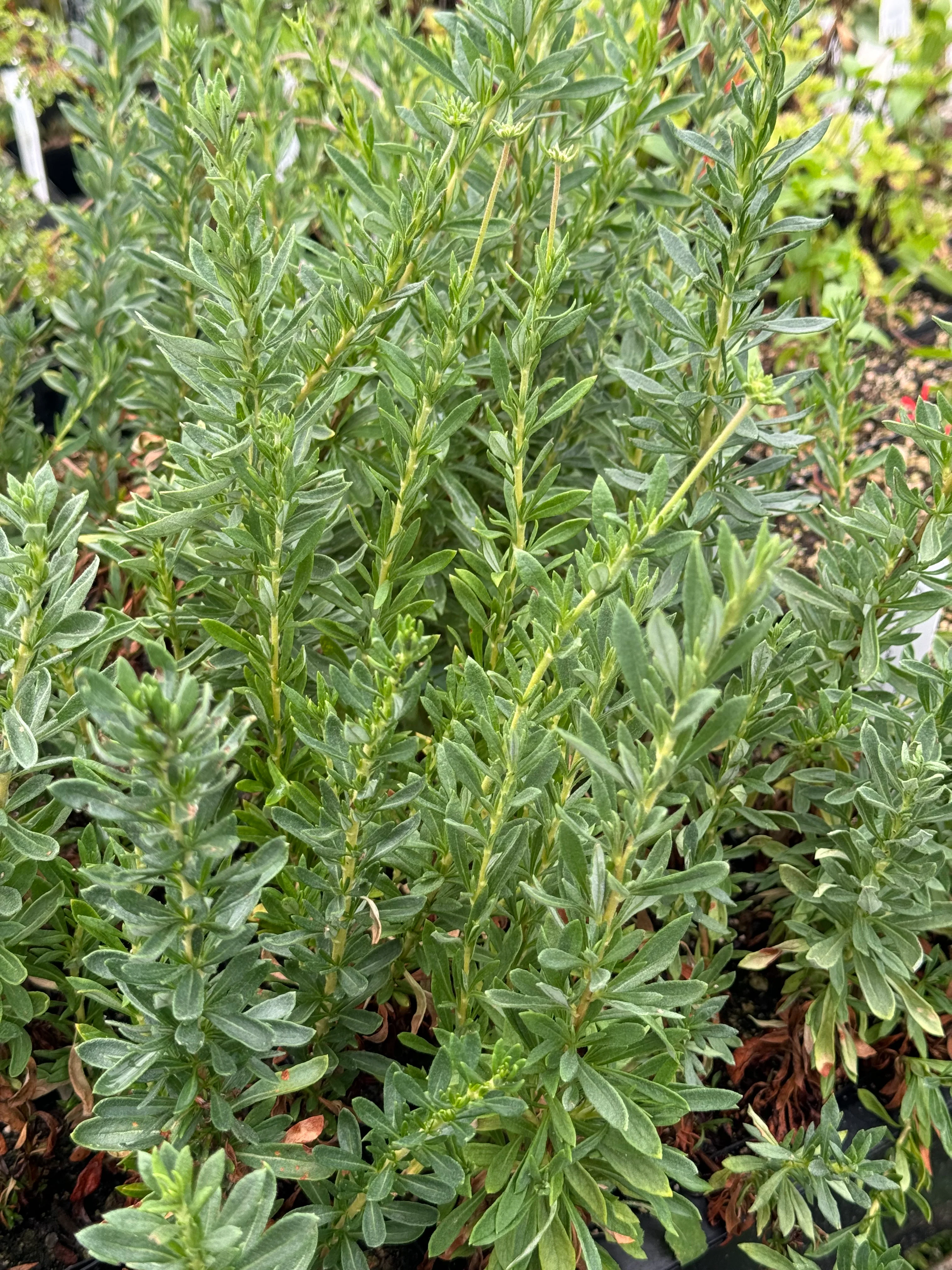 Eriogonum fasciculatum 23.0021 - Image 3