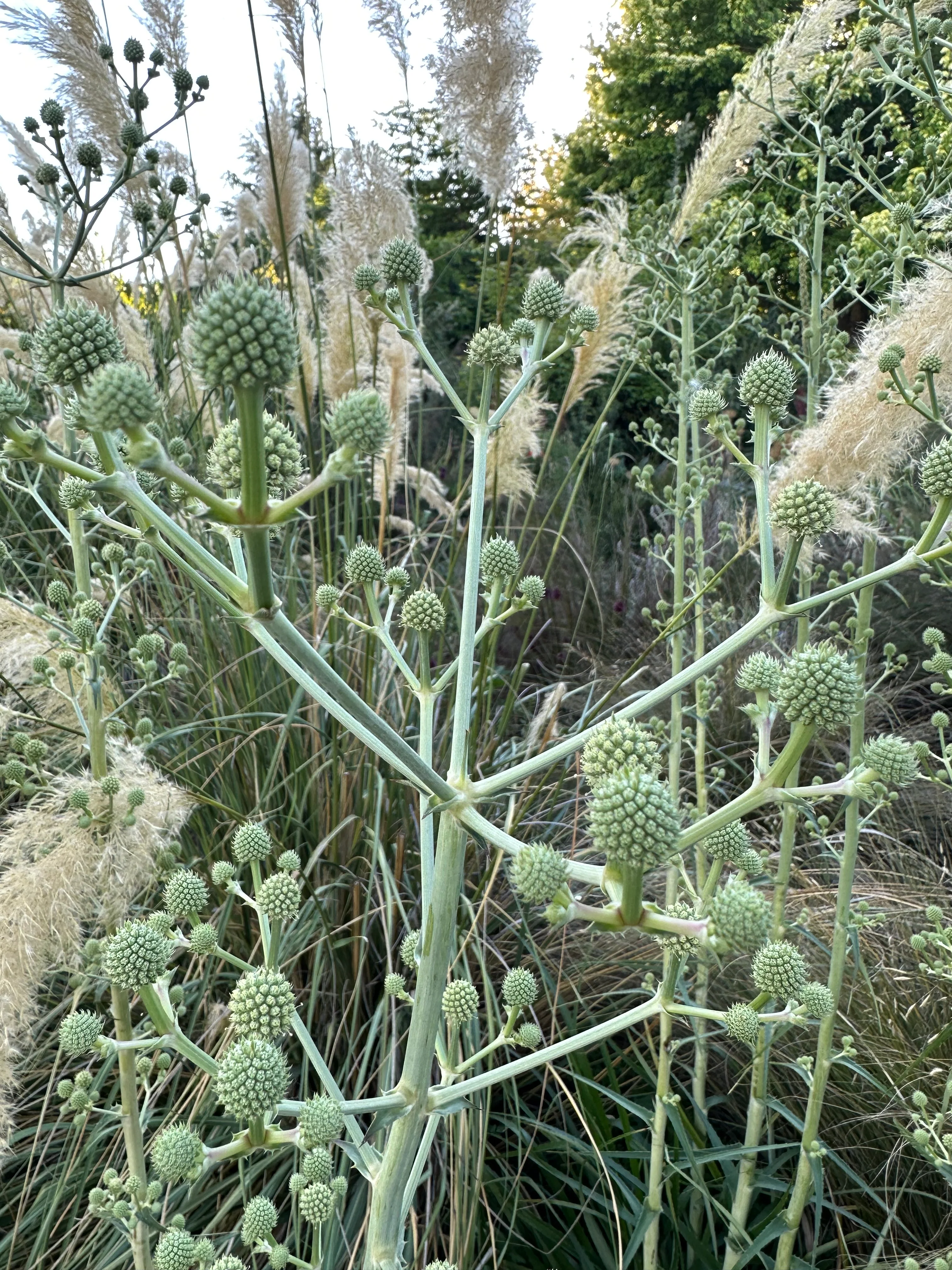 *RETAIL - Eryngium eburneum