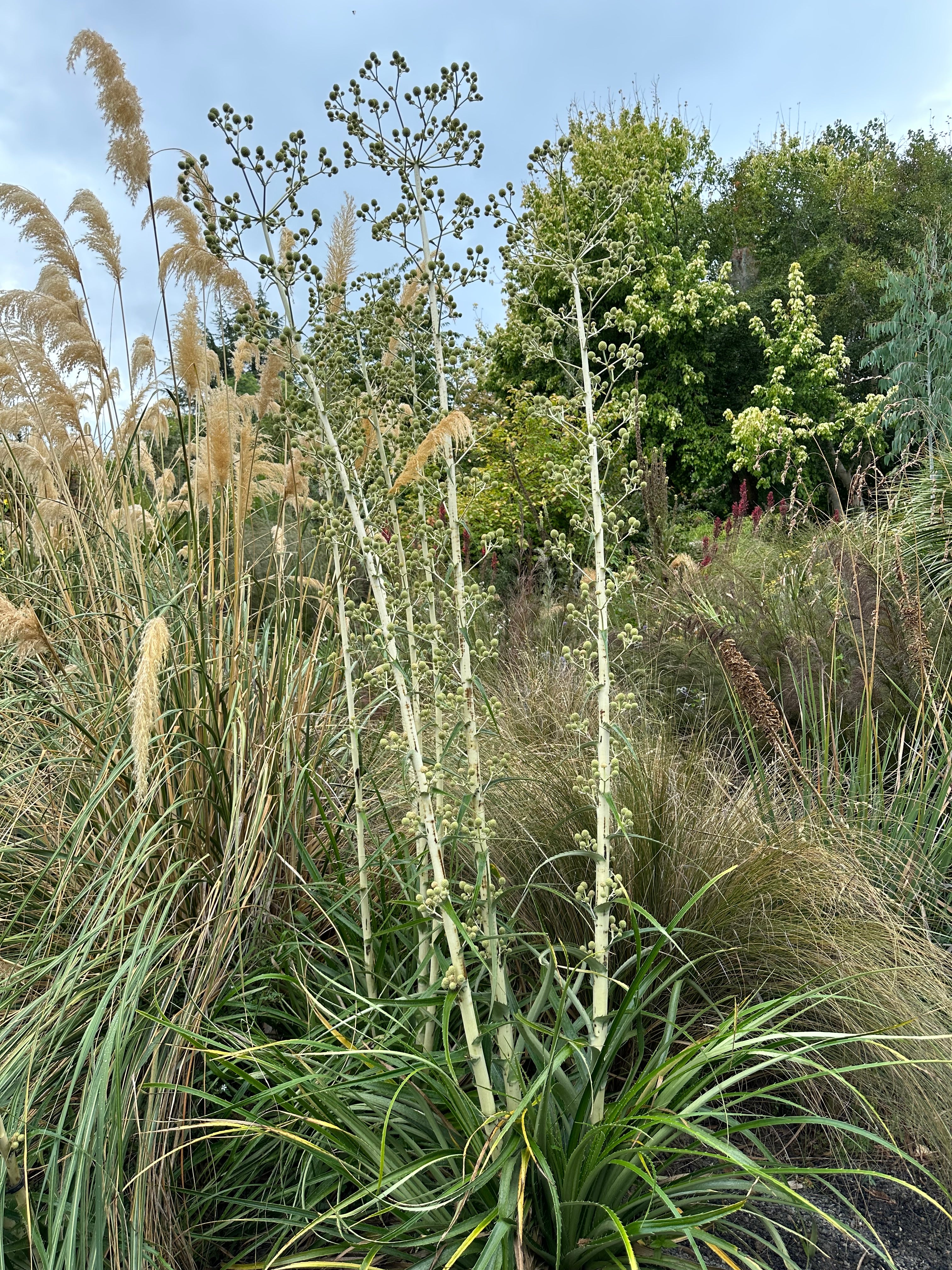 *RETAIL - Eryngium eburneum - Image 2