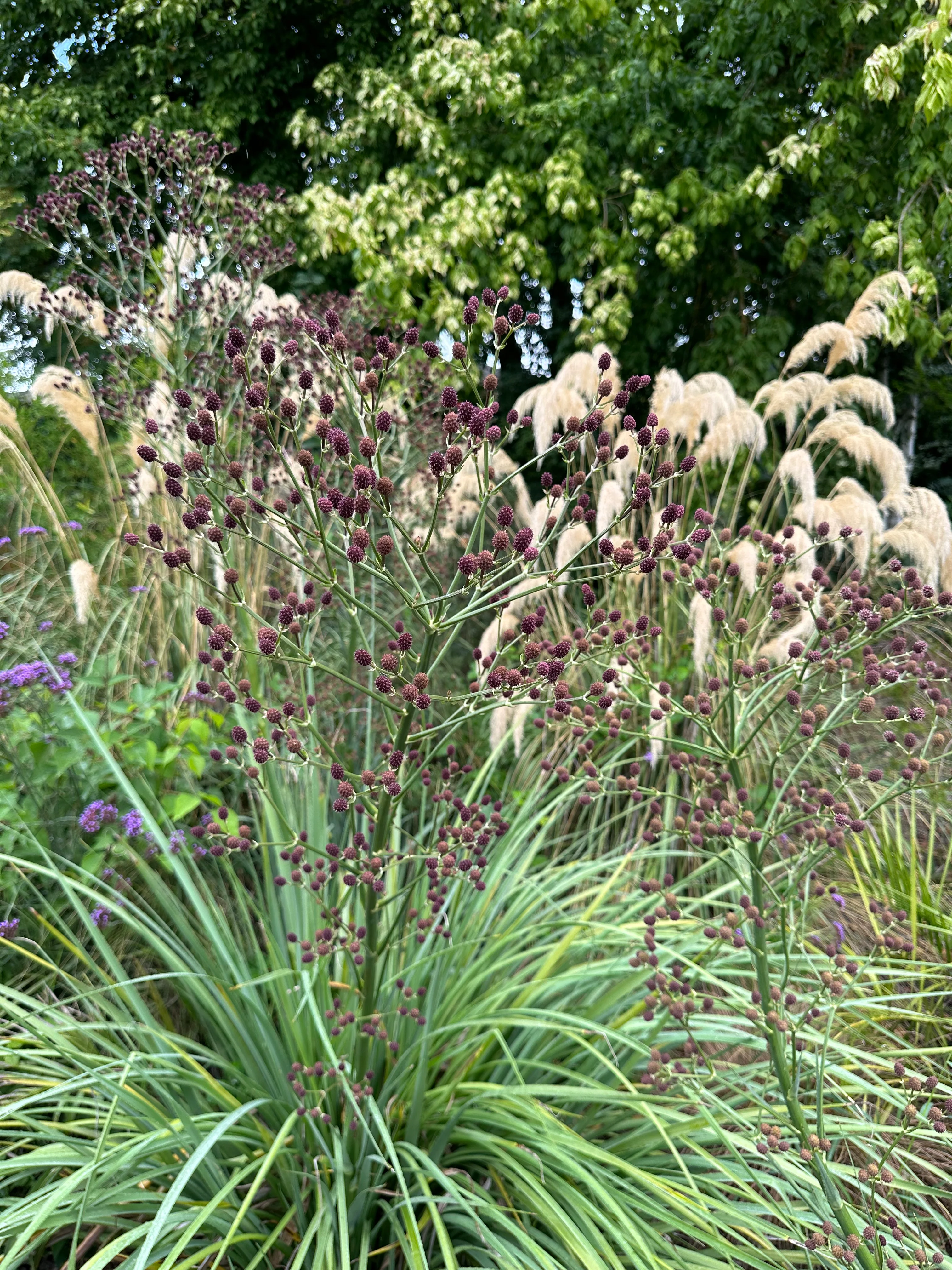 Eryngium pandanifolium 'Physic Purple' - Image 3