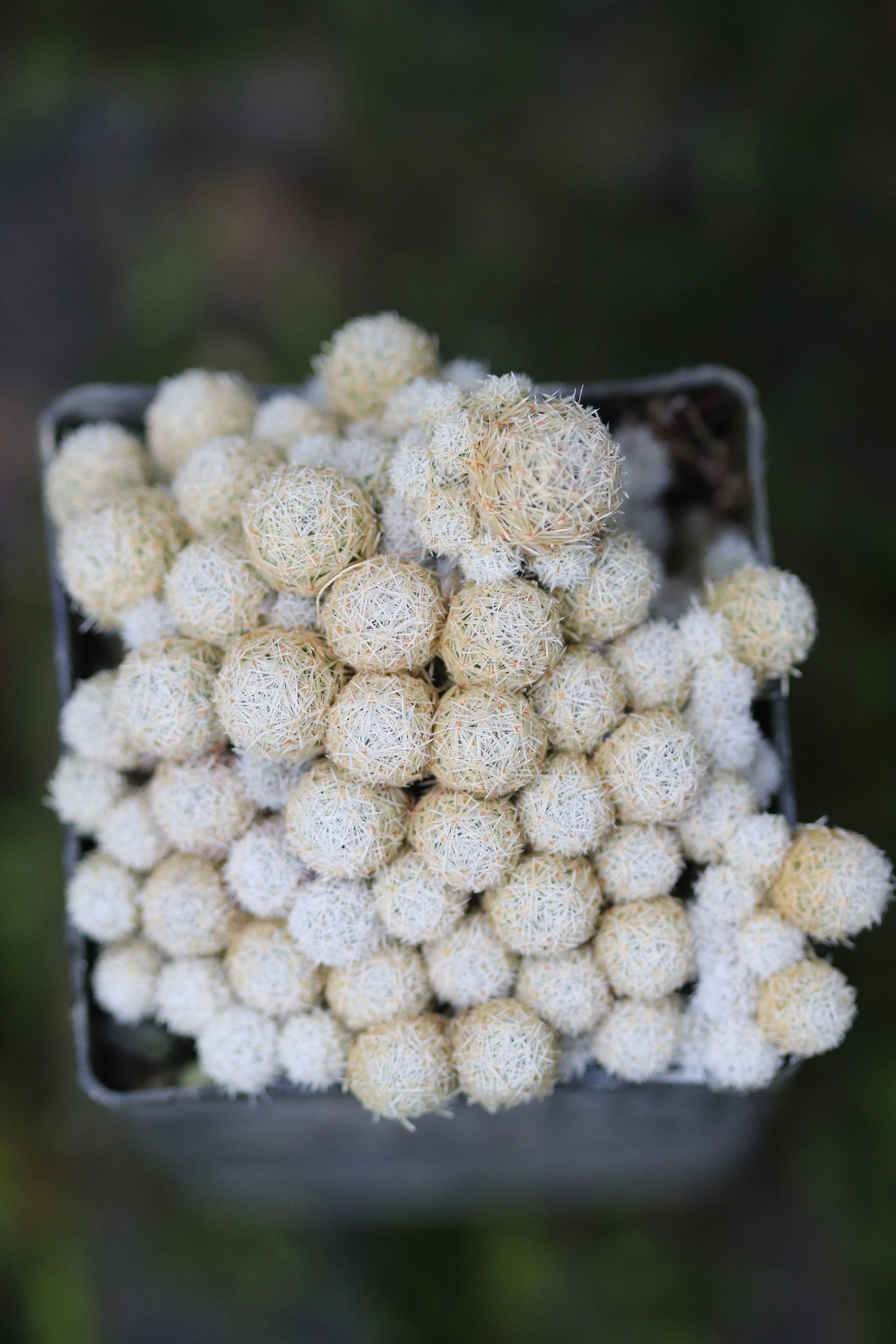 Escobaria sneedii ssp. leei - Image 2