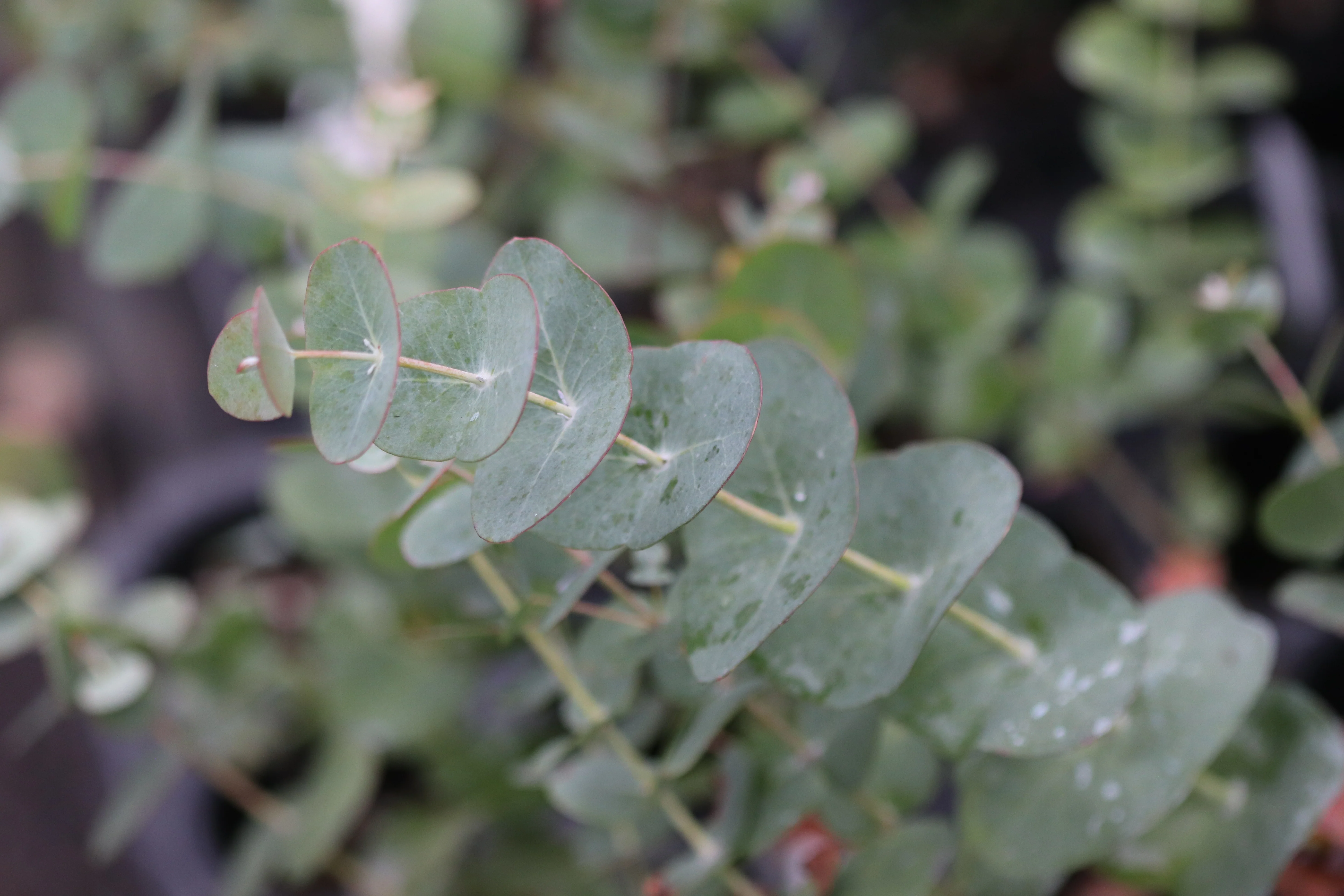 Eucalyptus perriniana - Image 2