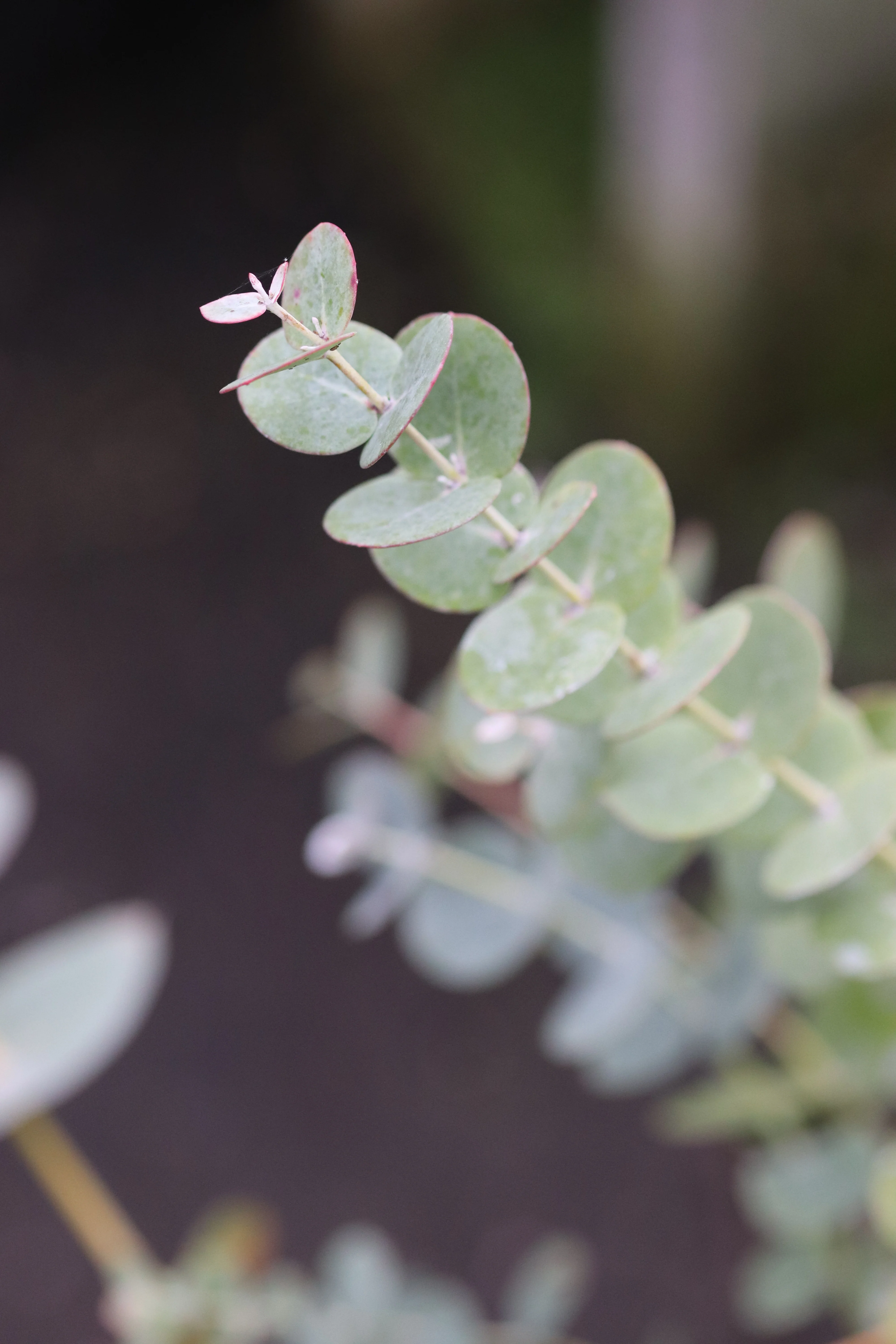Eucalyptus perriniana - Image 3