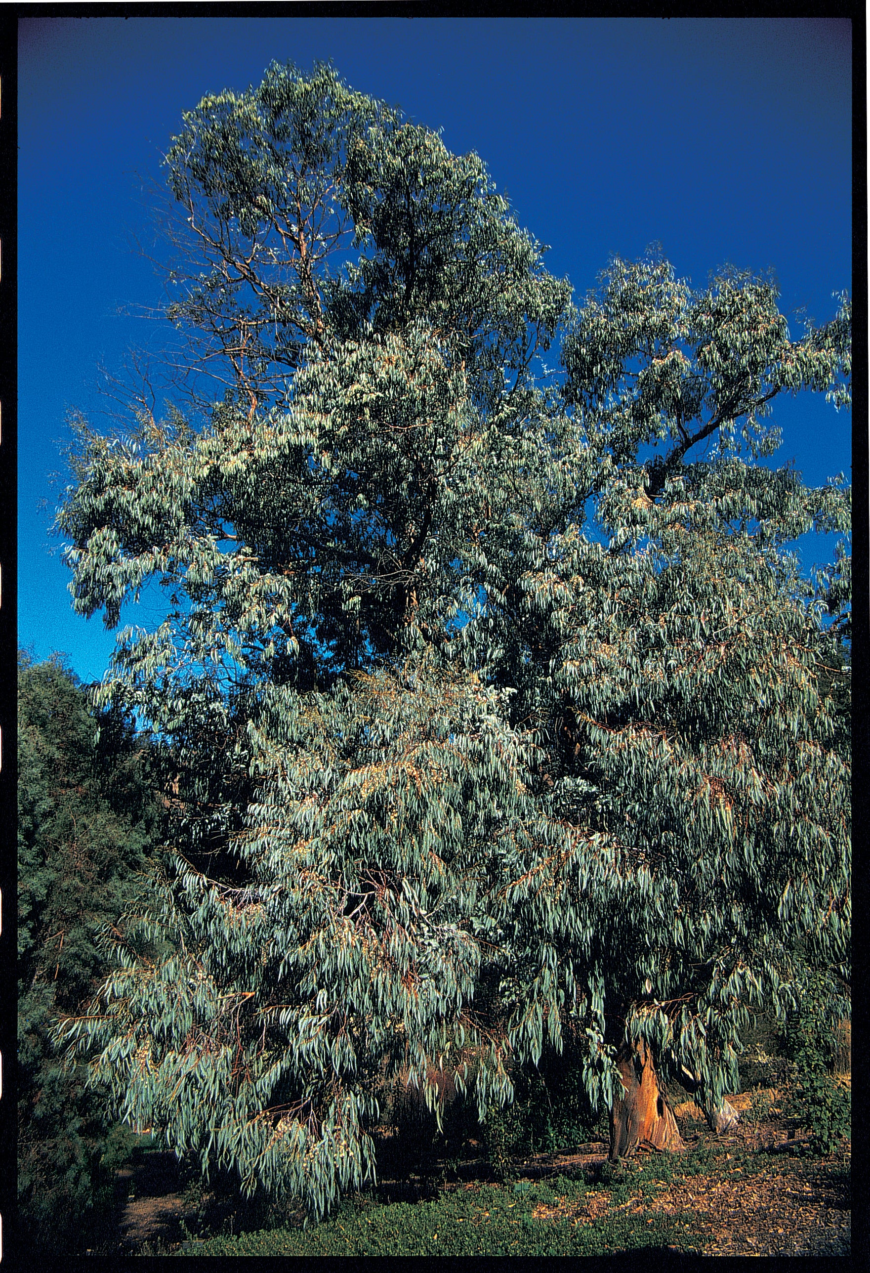 Eucalyptus perriniana (spreading form)