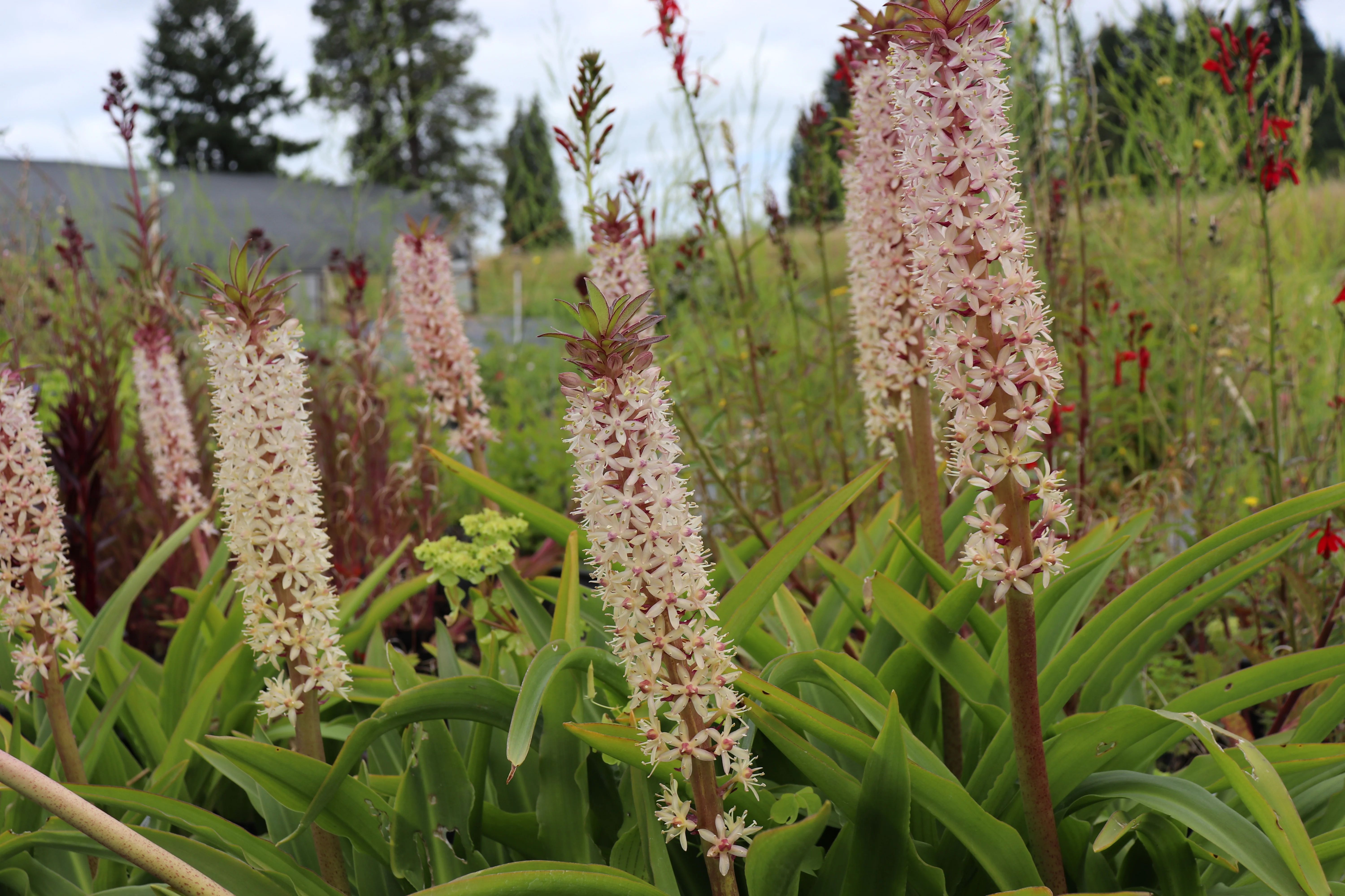 Eucomis 'Innocence'