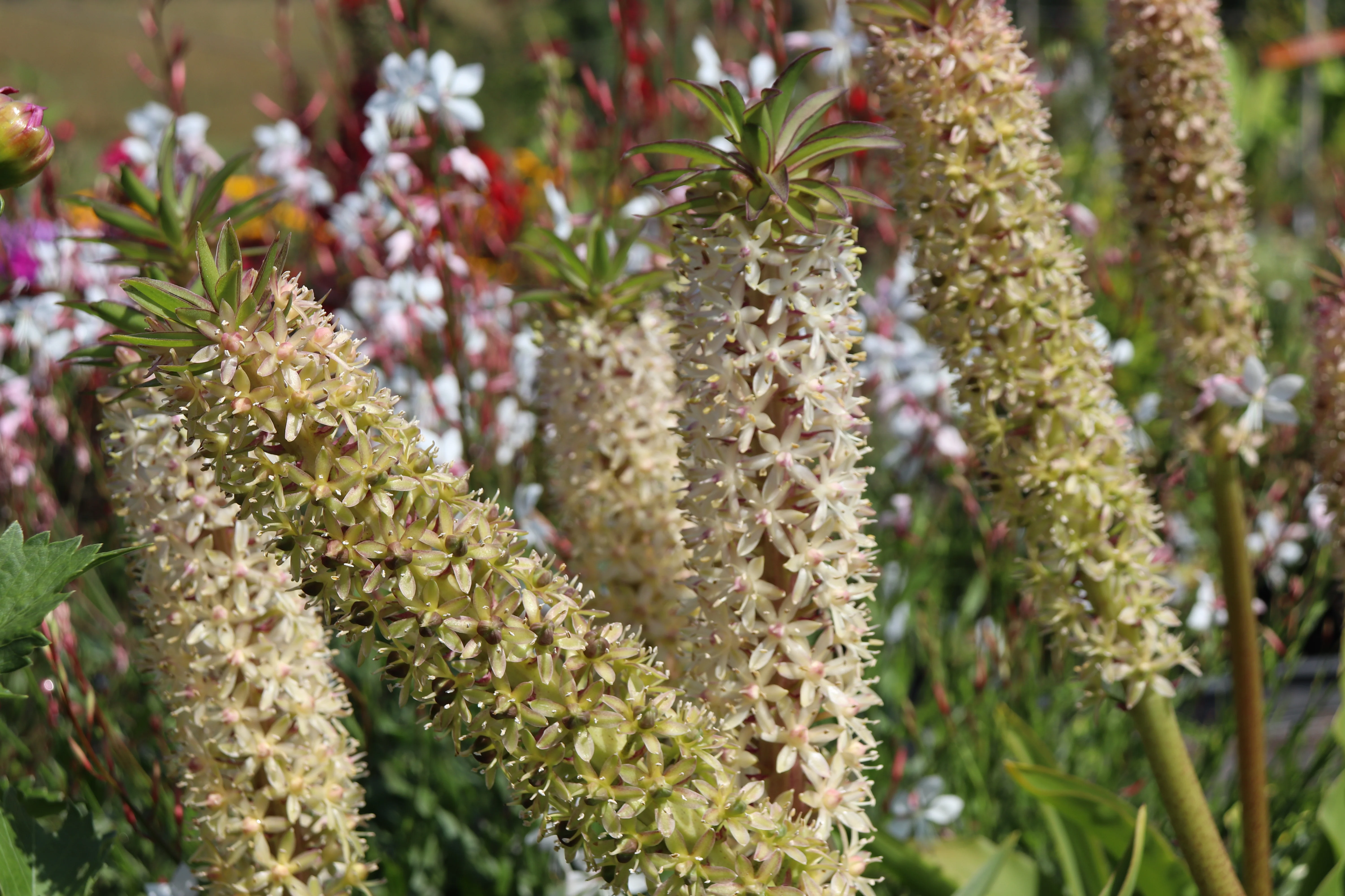 Eucomis 'Innocence' - Image 2