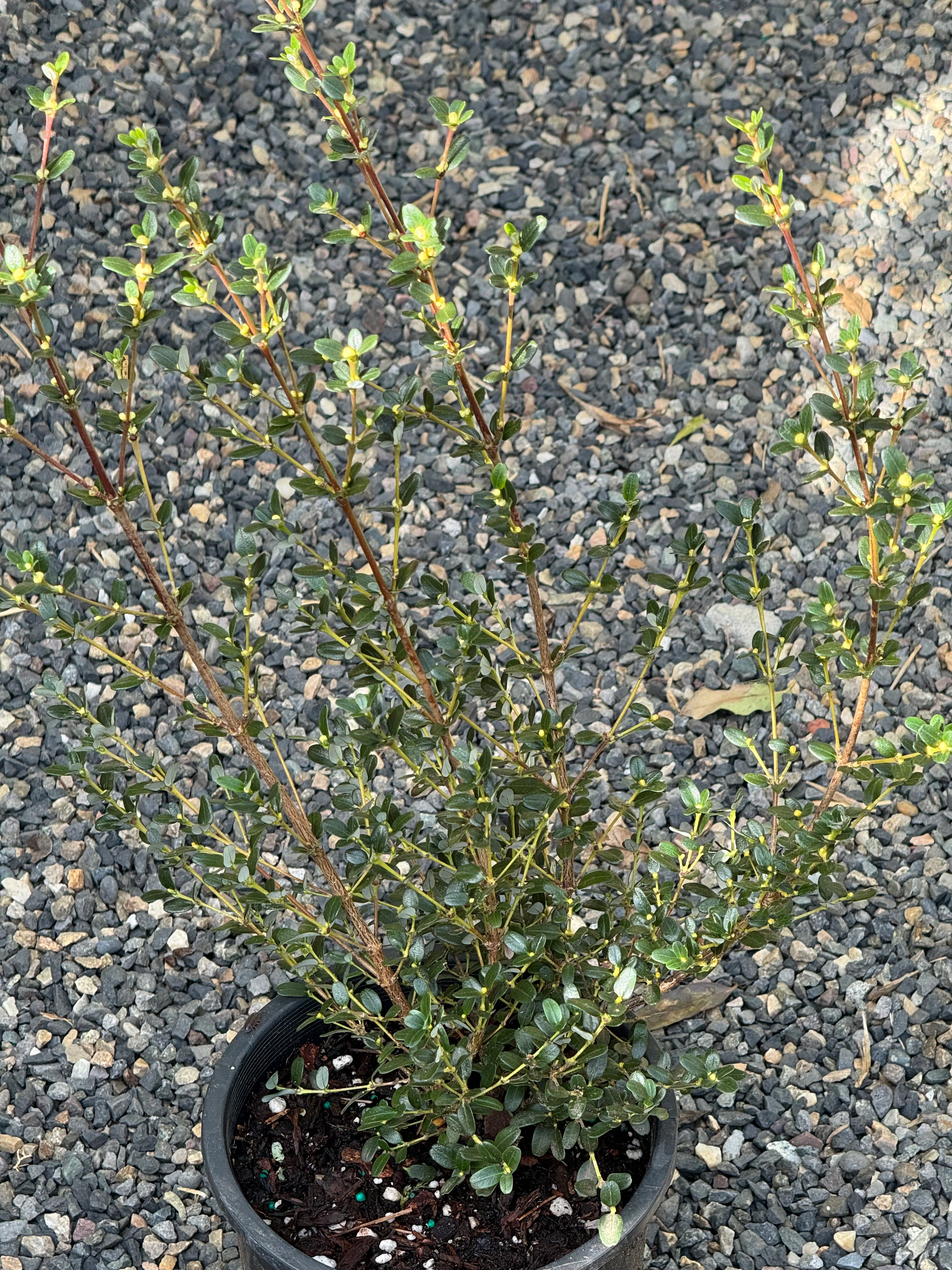 Eucryphia milliganii - Image 2