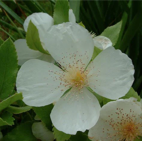 Eucryphia x nymansensis 'Nymansay' - Image 2
