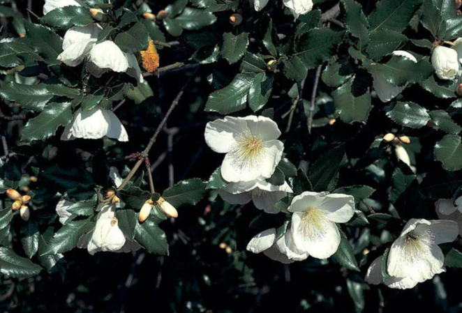 Eucryphia x nymansensis 'Nymansay' - Image 3
