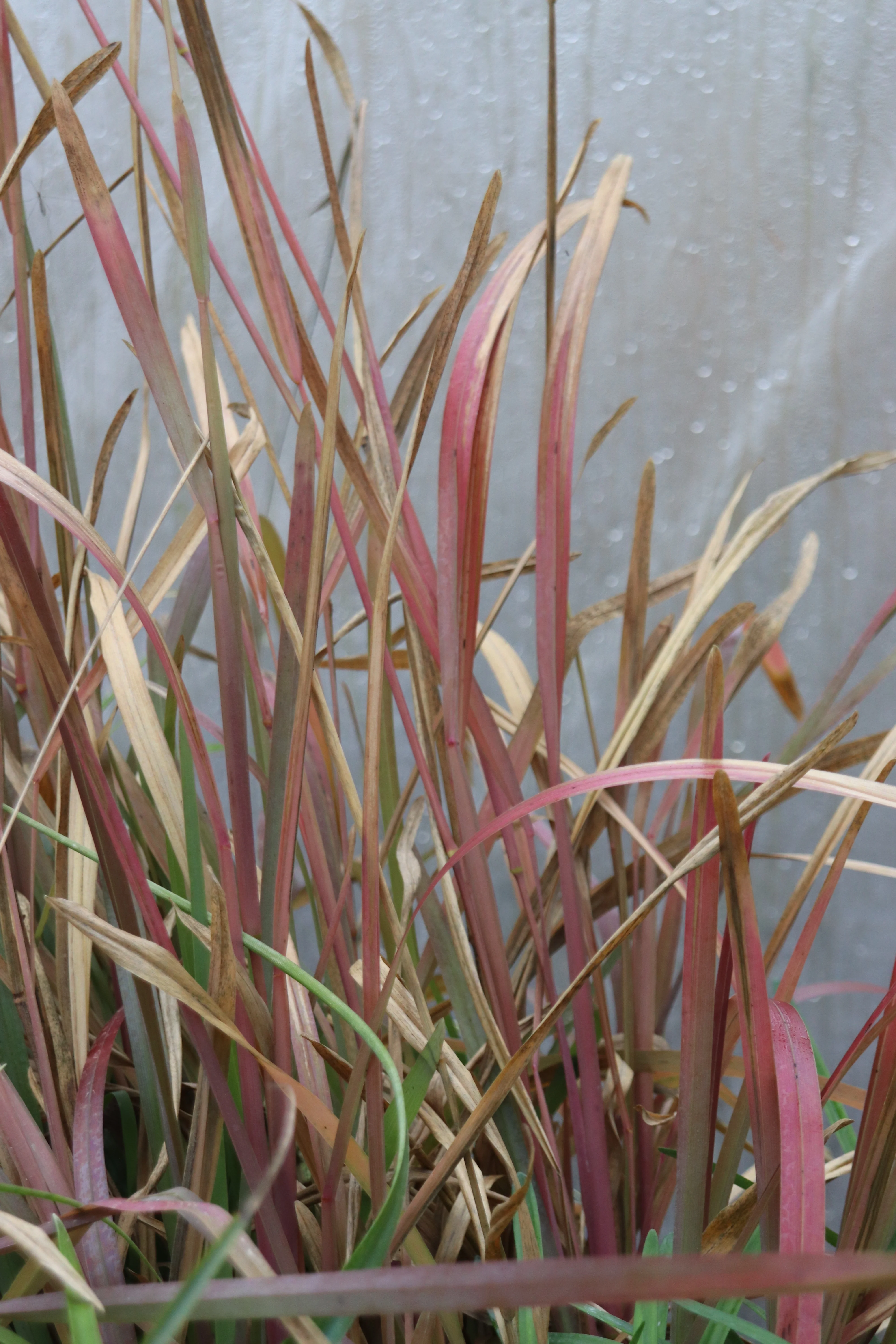 Eustachys distichophylla - Image 2