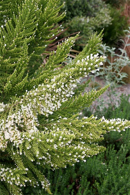 Fabiana imbricata