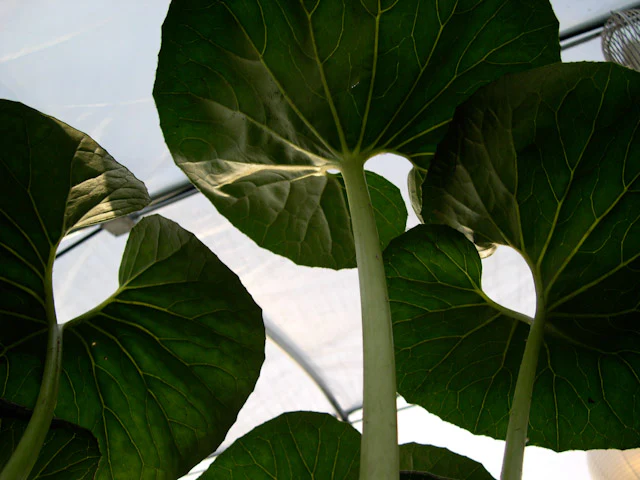 Farfugium japonicum 'Giganteum' - Image 3