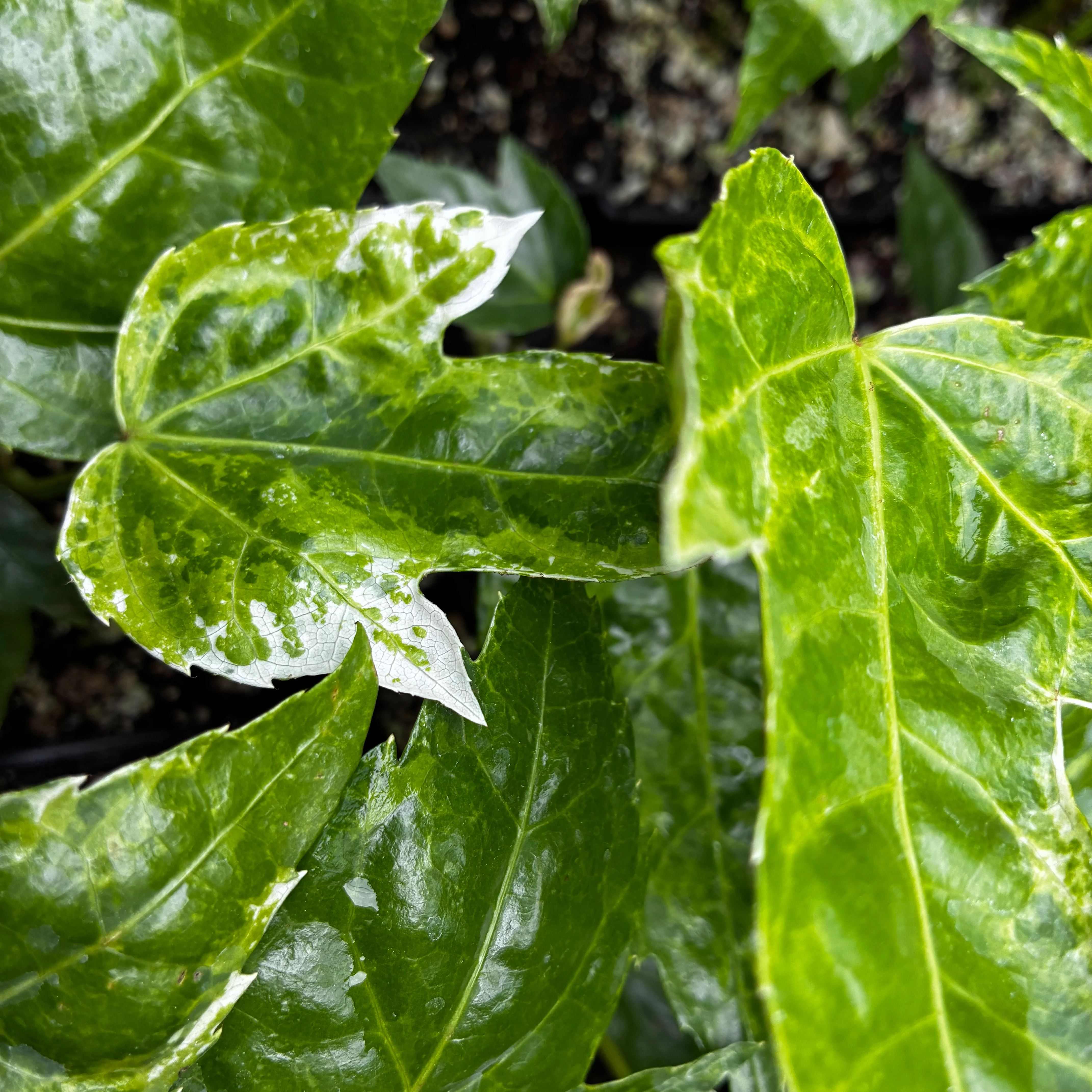 Fatsia japonica ‘Tsumugi Shibori’ - Image 2