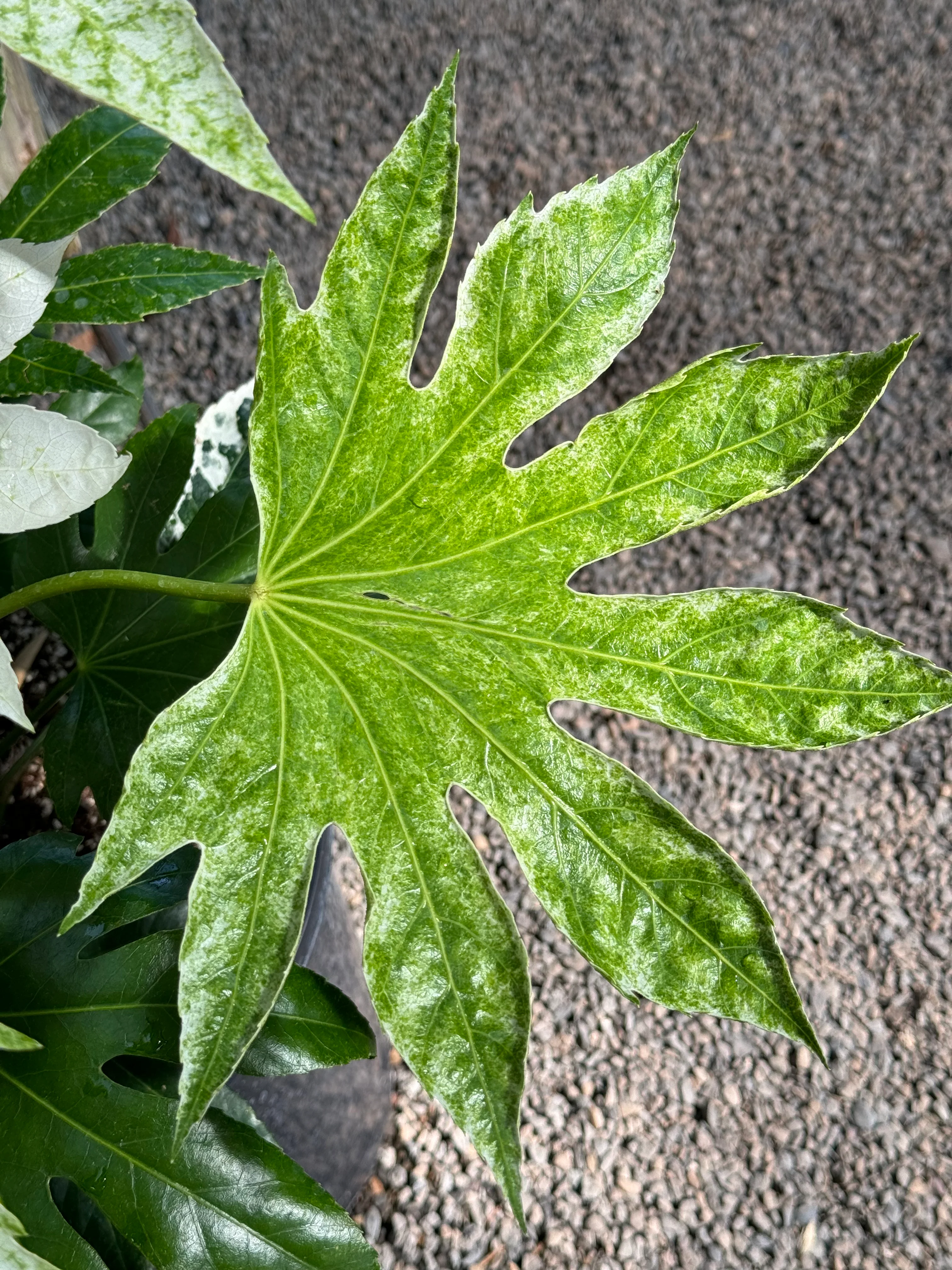 Fatsia japonica ‘Tsumugi Shibori’ - Image 3