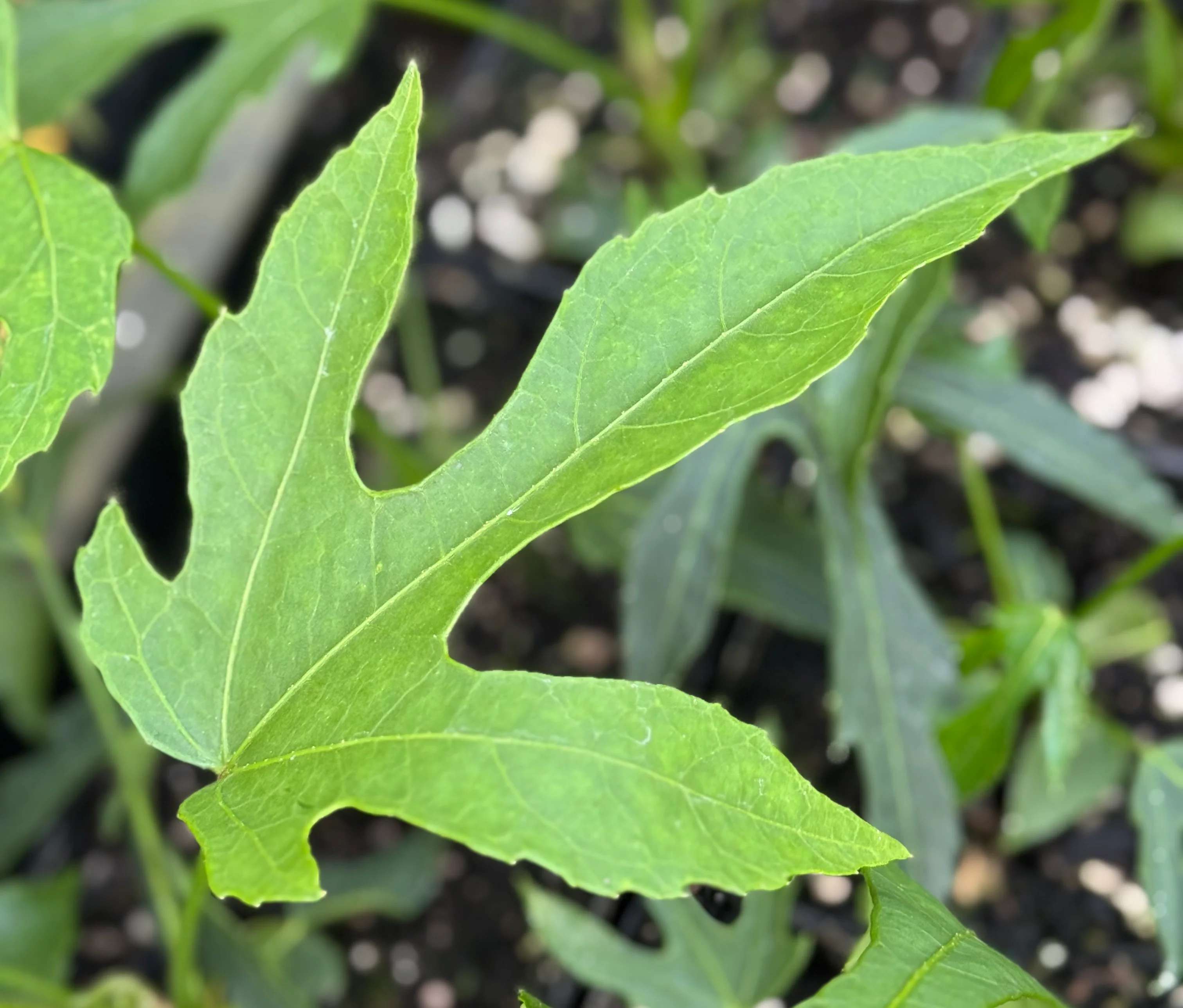 Fatsia polycarpa 'Needham’s Lace' - Image 2