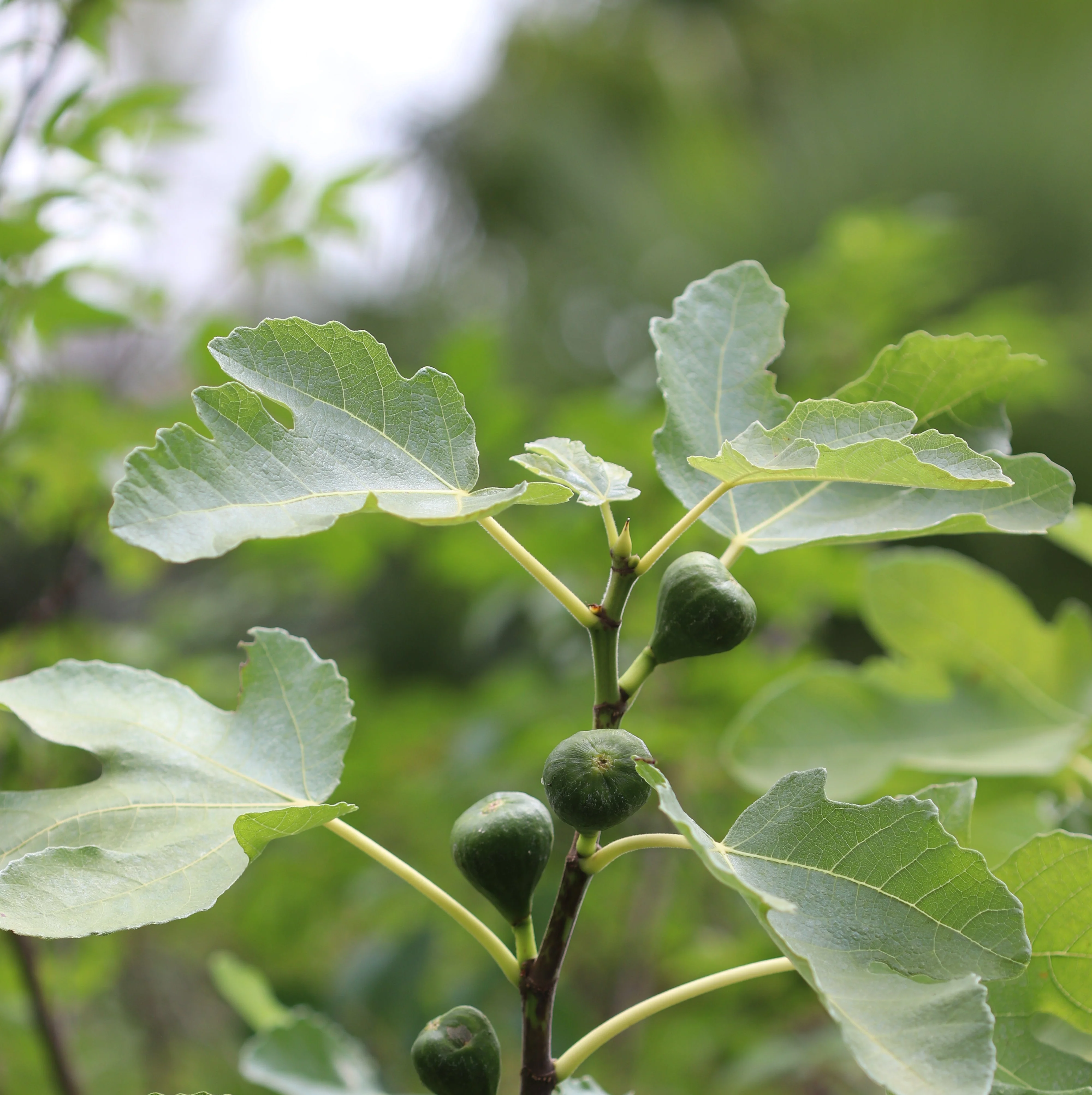Ficus carica 'Chicago Hardy' - Image 2
