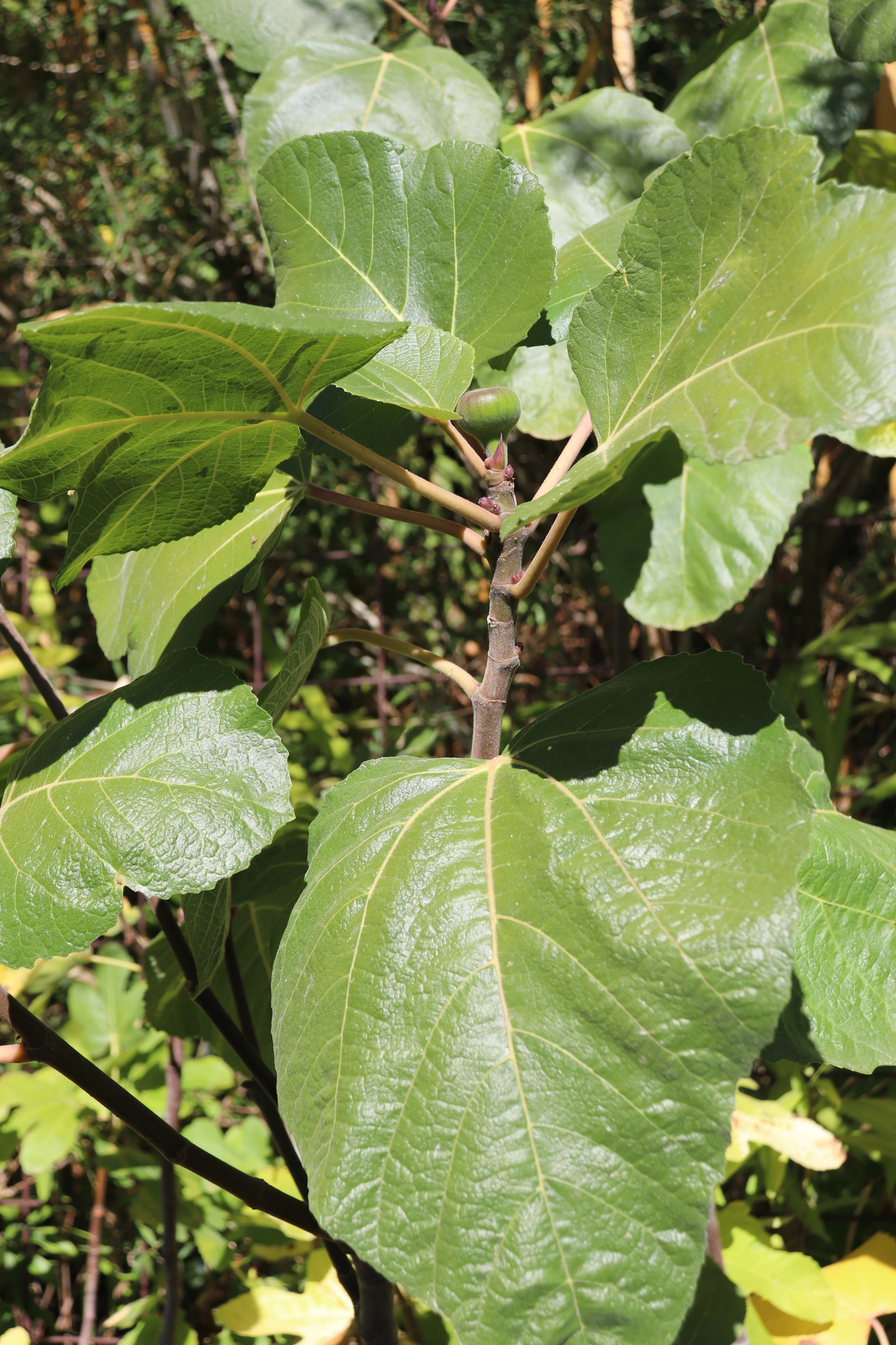 *RETAIL - Ficus carica x palmeri - Image 2