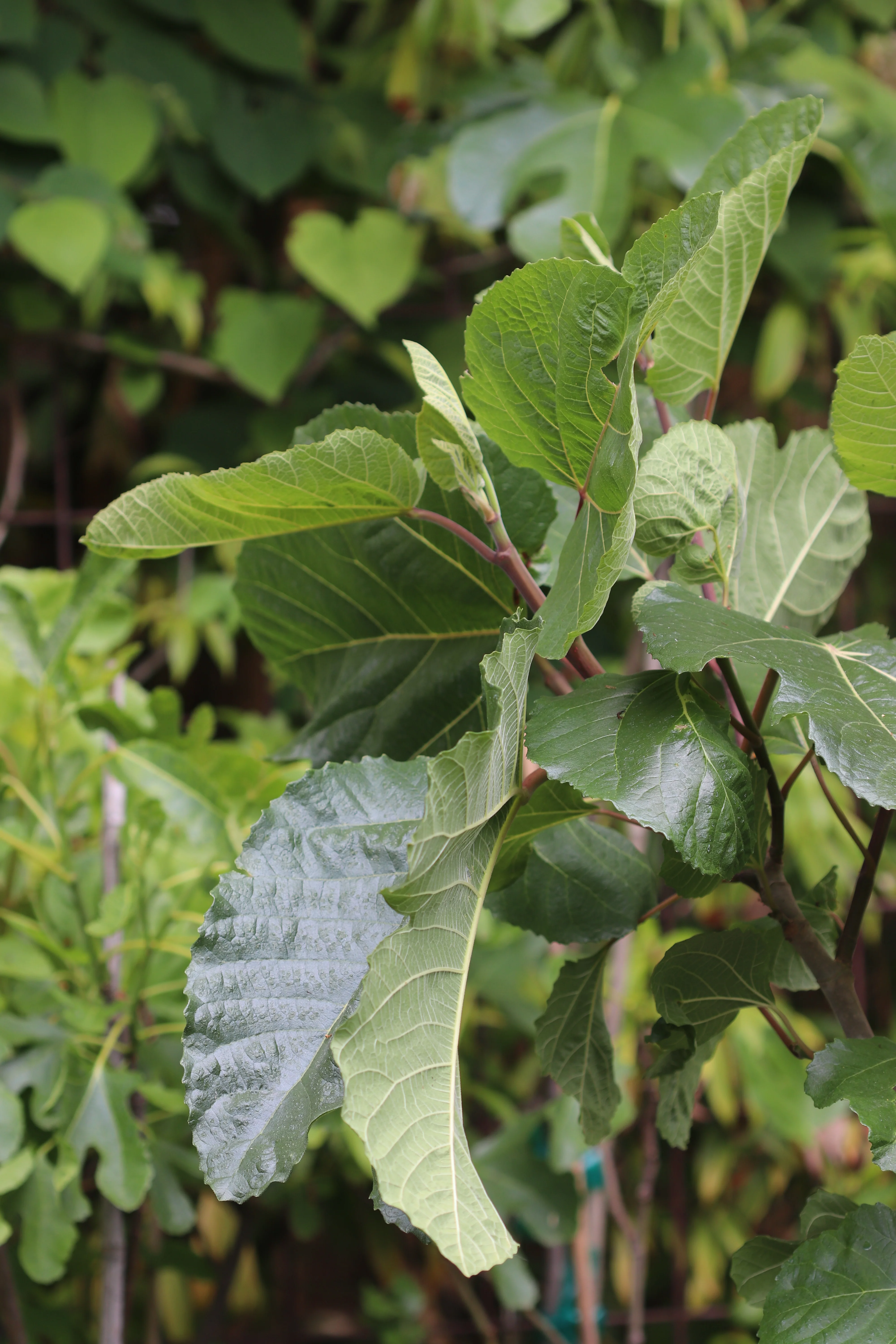 *RETAIL - Ficus carica x palmeri - Image 3