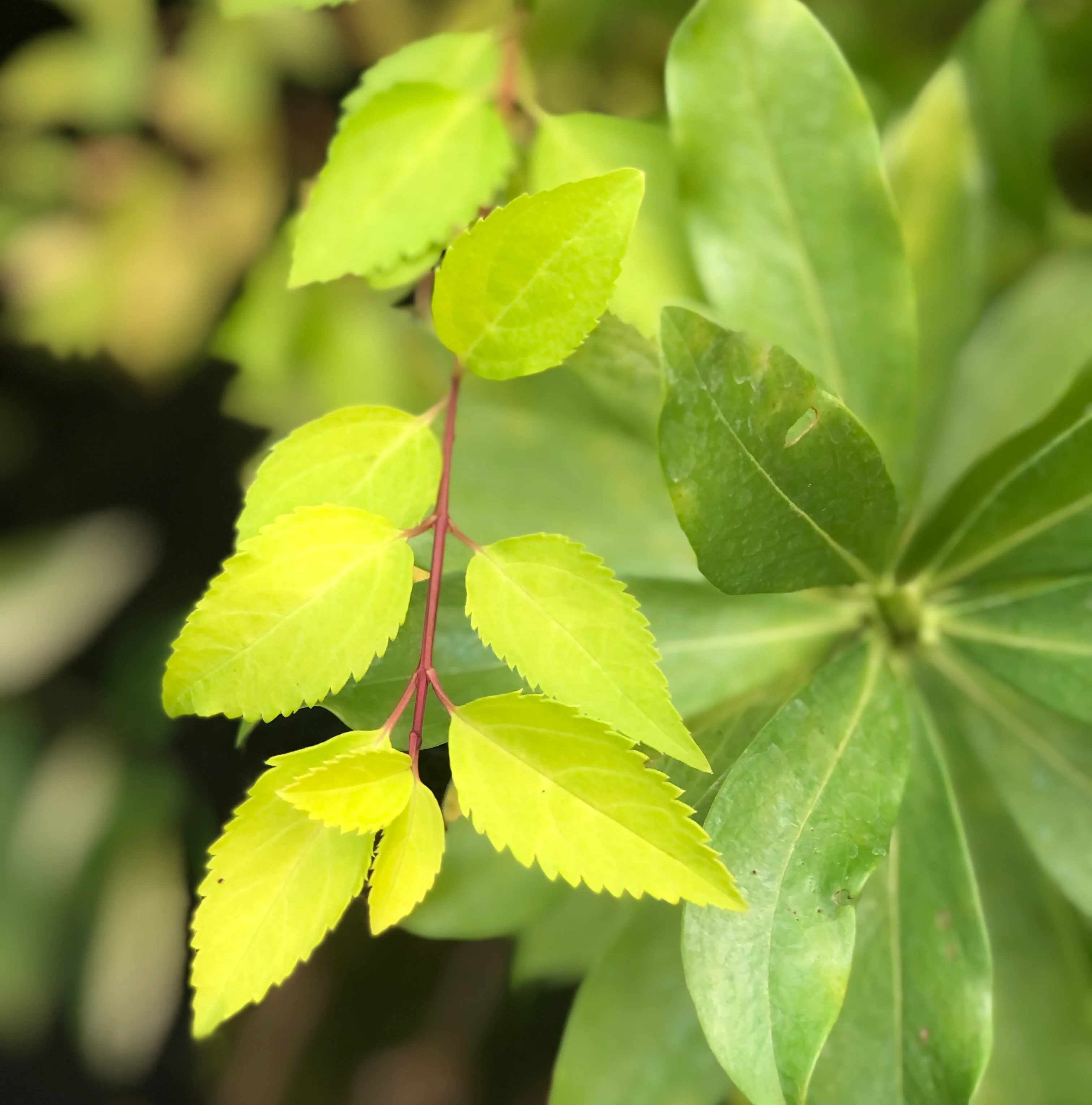 *RETAIL - Forsythia x intermedia 'Gold Leaf' - Image 2