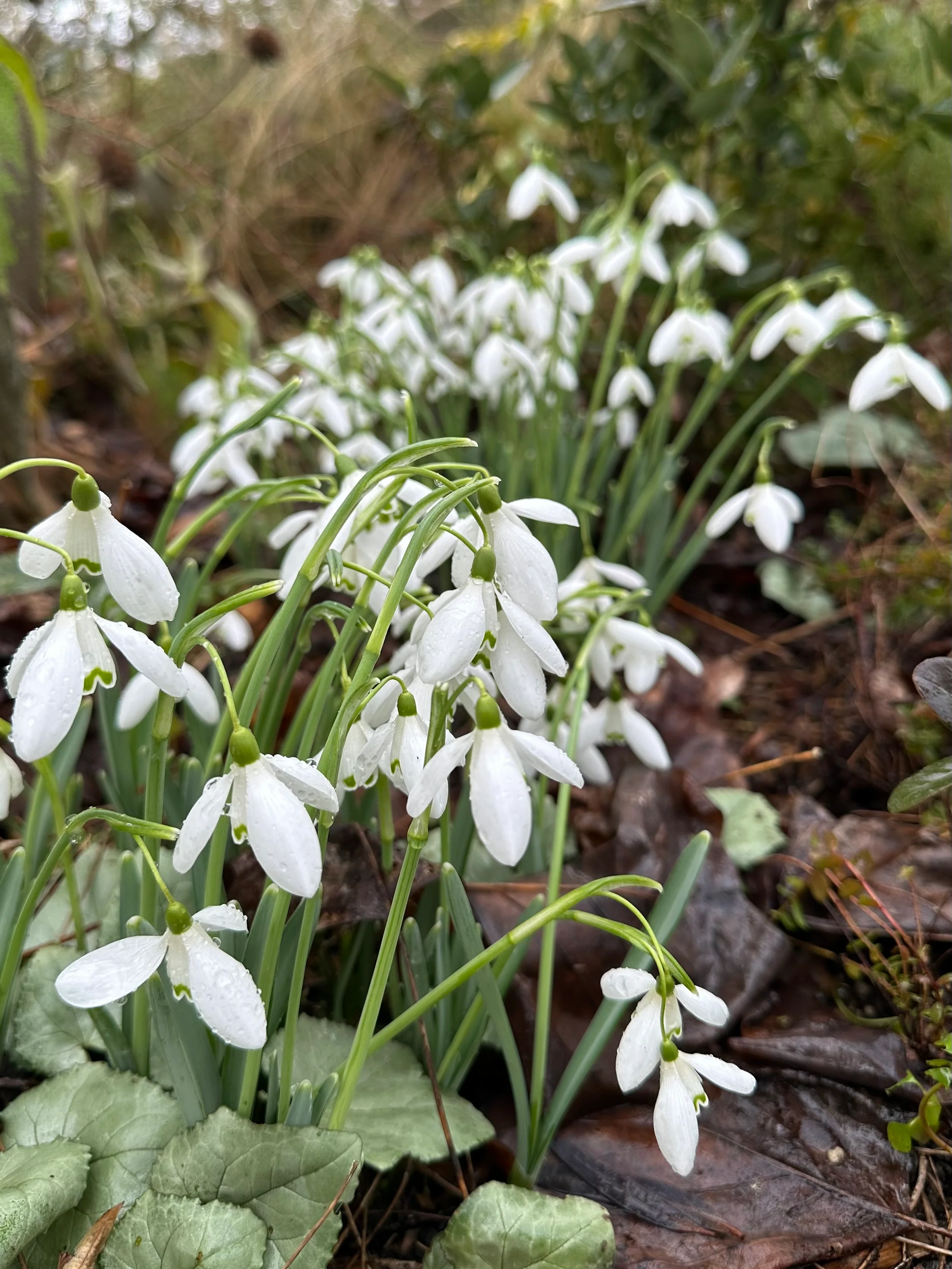 Galanthus reginae-olgae ssp. reginae-olgae - Image 2