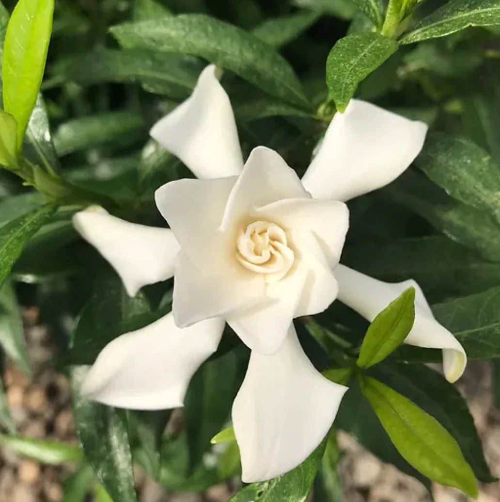 Gardenia jasminoides 'Frost Proof' - Image 2