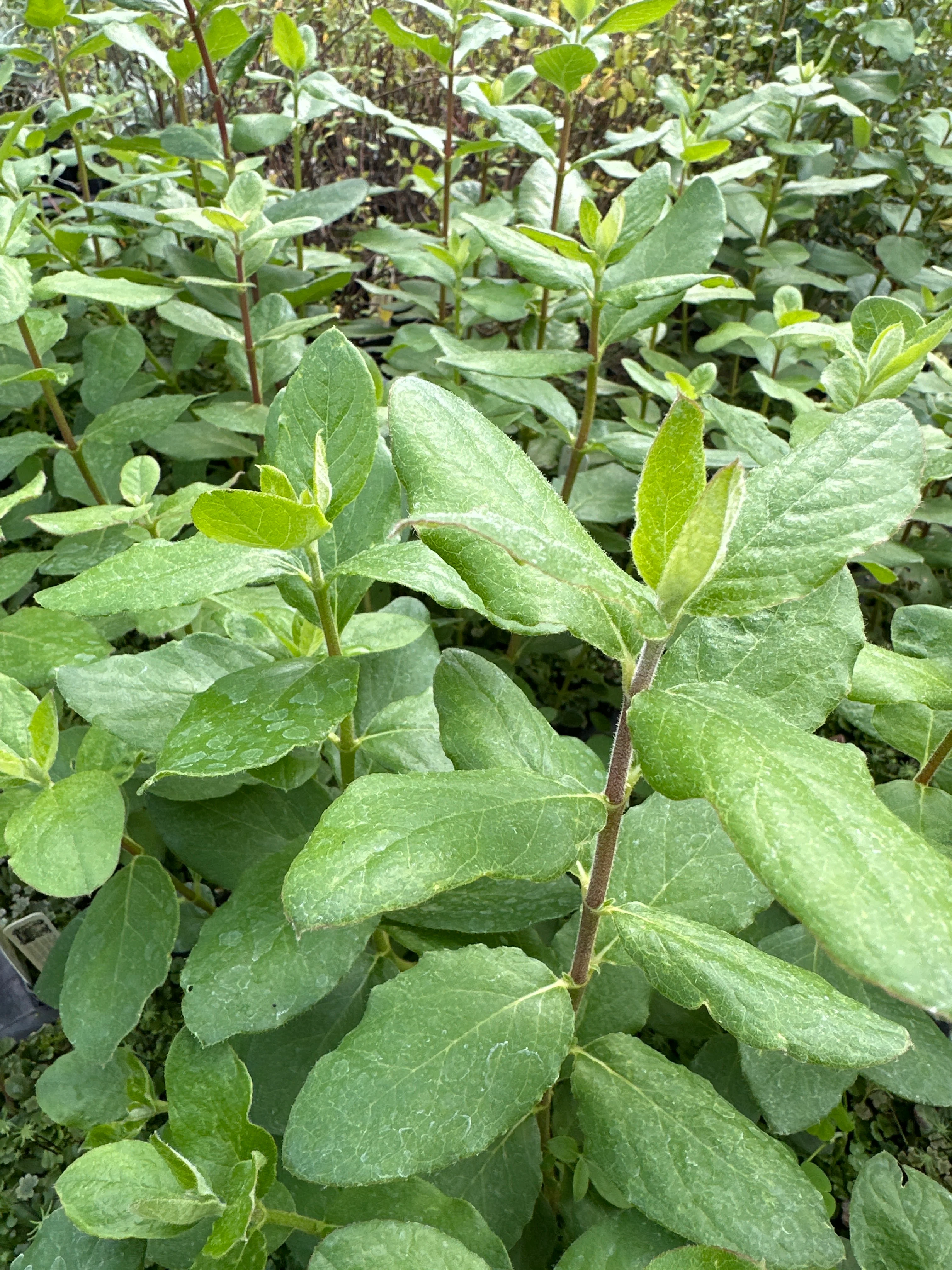 Garrya elliptica - Image 2