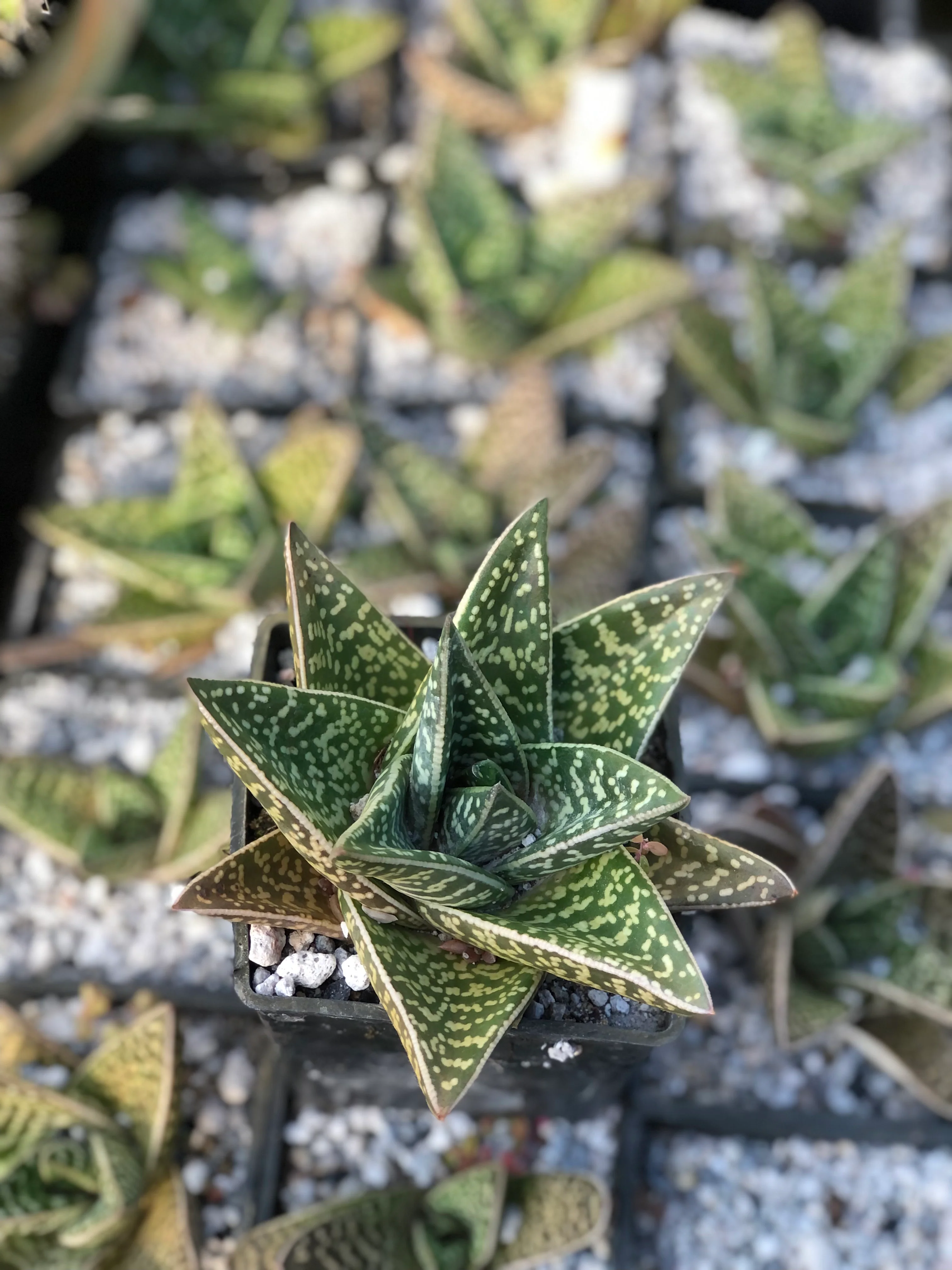 Gasteraloe - hybrid - Image 3