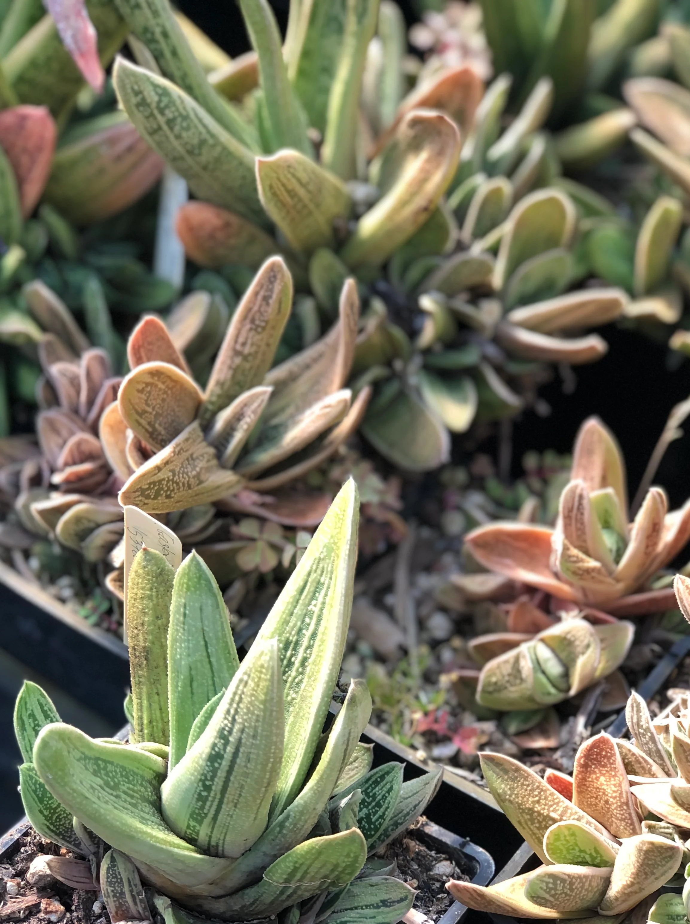 Gasteria sp. ‘Sakura Fuji’ - Image 3