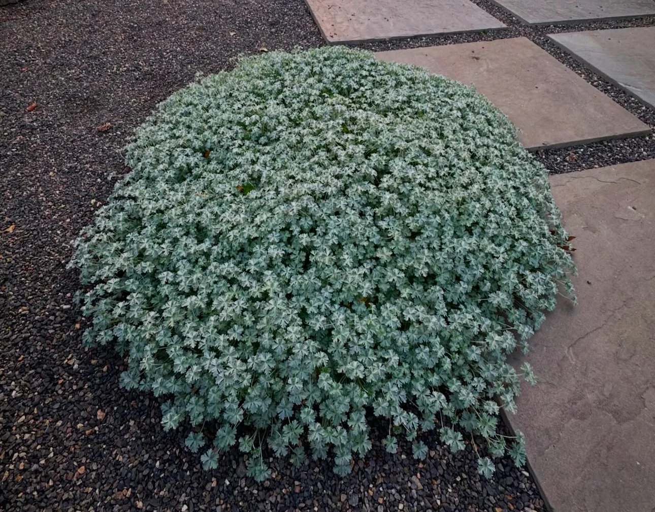 Geranium harveyi - Image 2