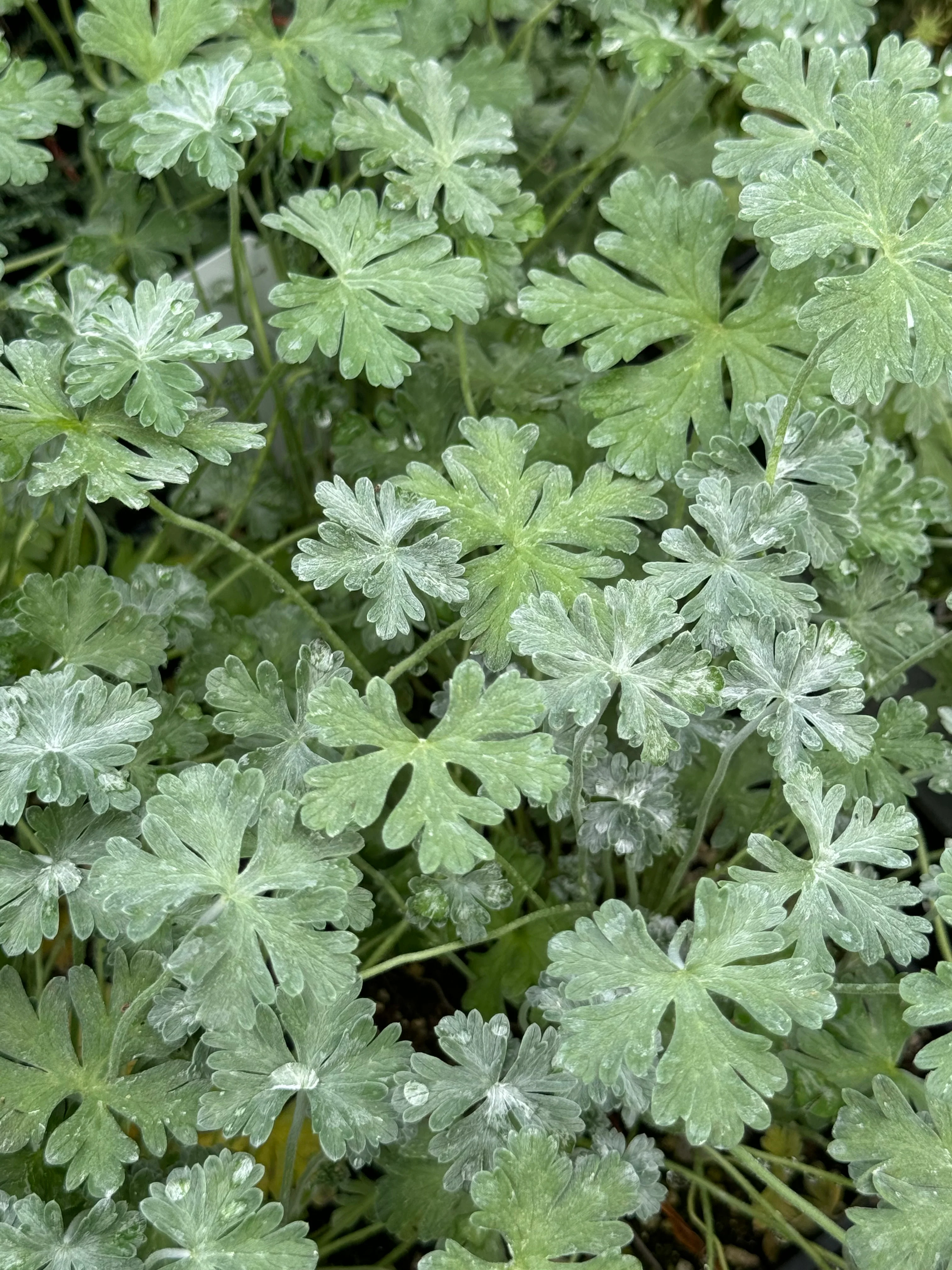 Geranium harveyi - Image 3