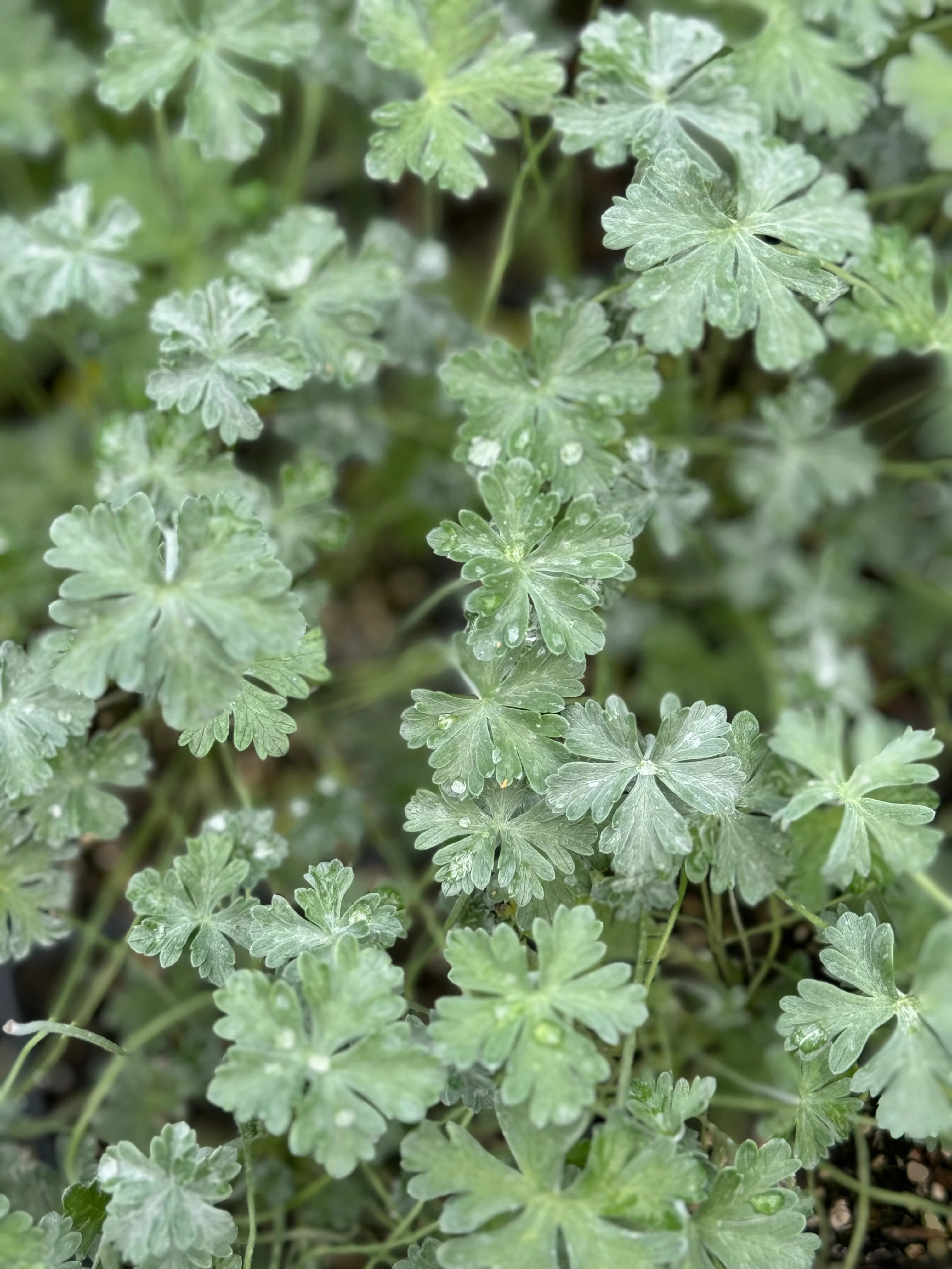 Geranium harveyi - Image 4