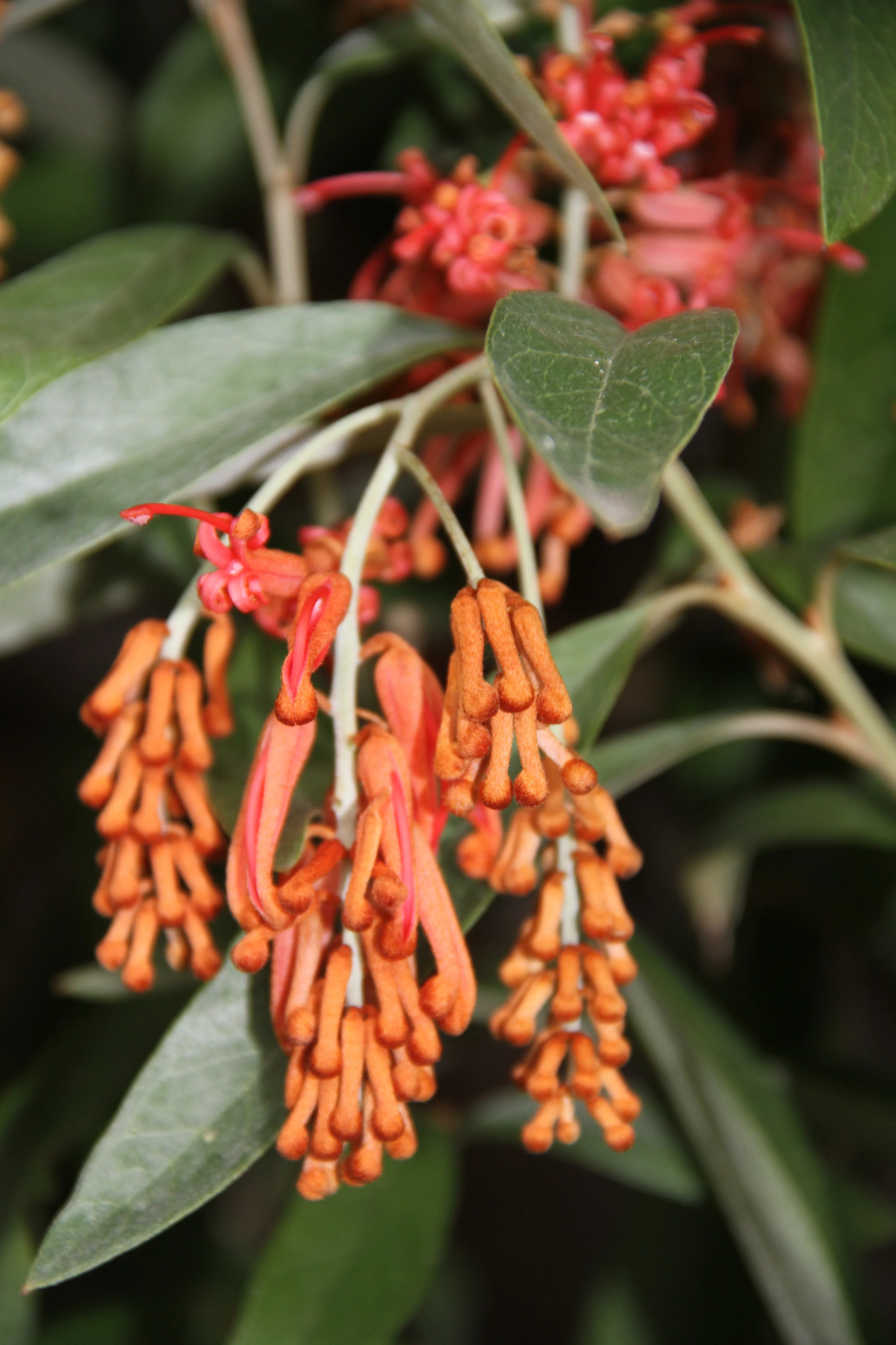 Grevillea victoriae 'Murray Valley Queen' - Image 2