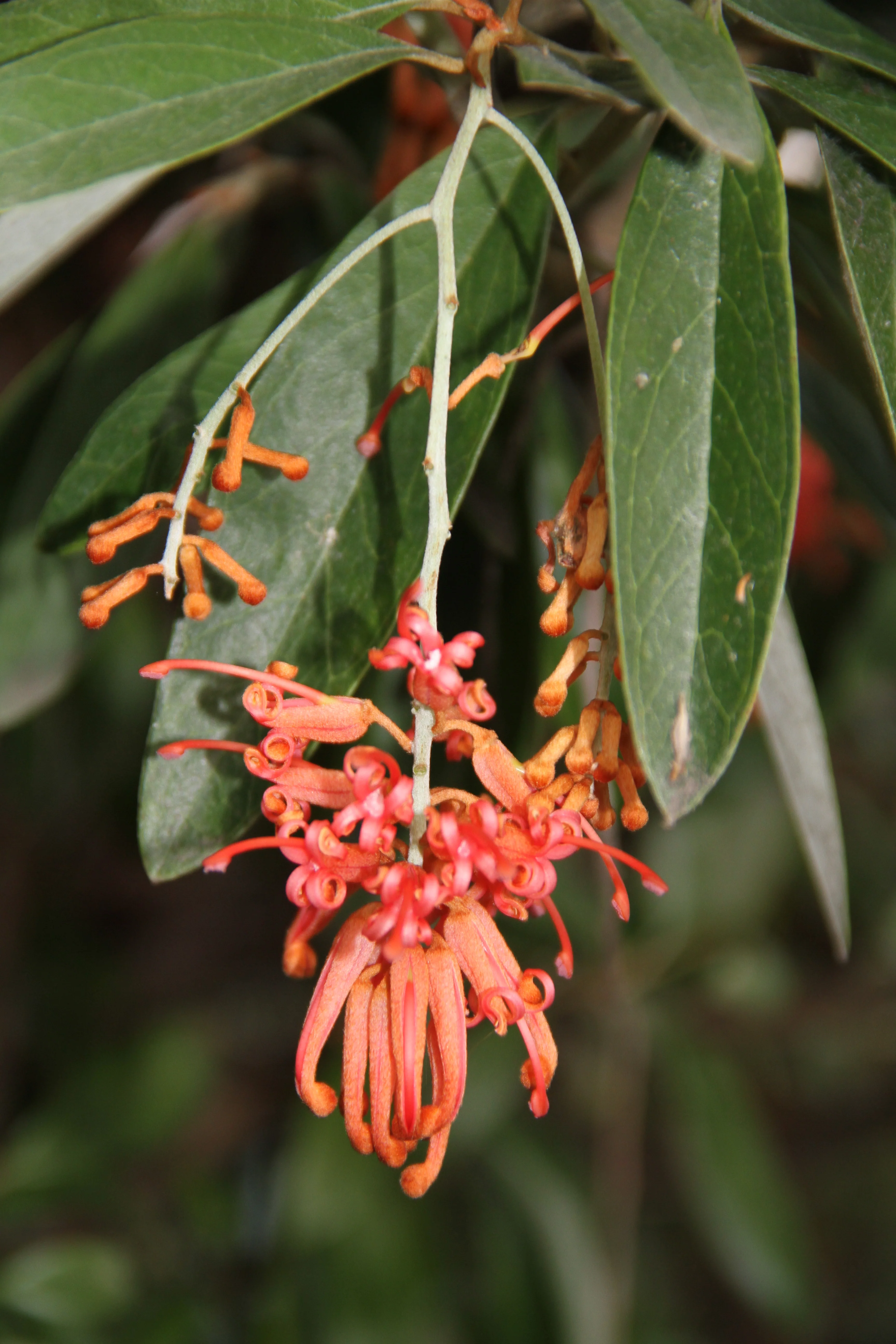 Grevillea victoriae 'Murray Valley Queen' - Image 3