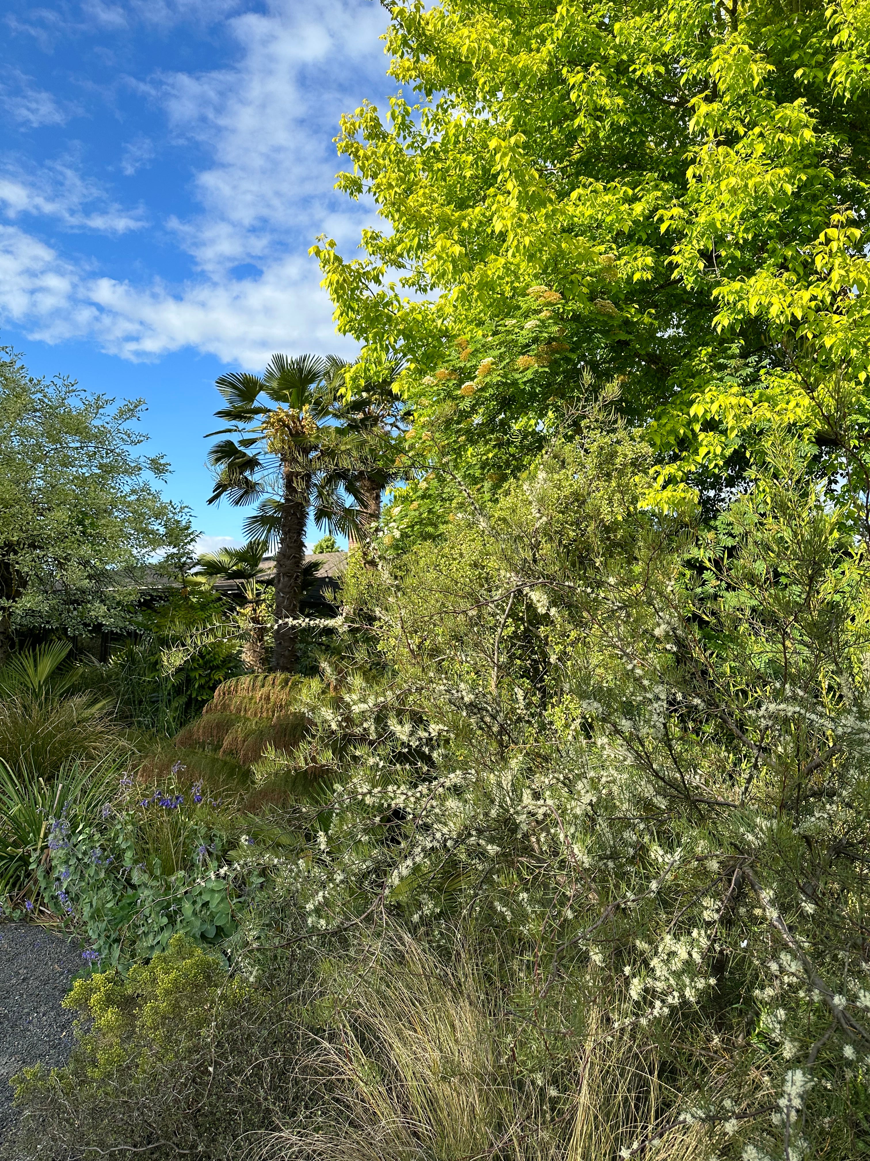 Hakea lissosperma - Image 2