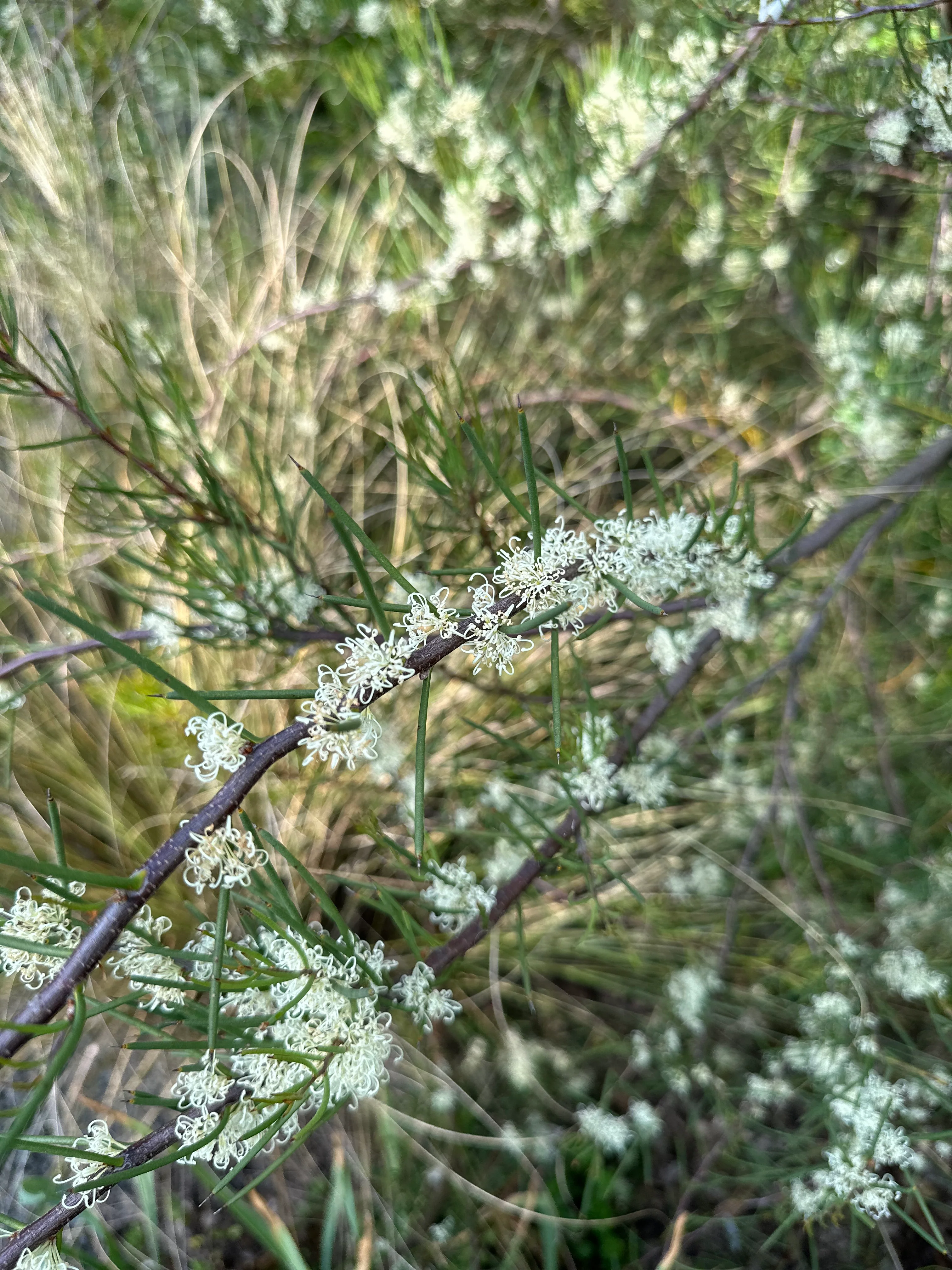 Hakea lissosperma - Image 4