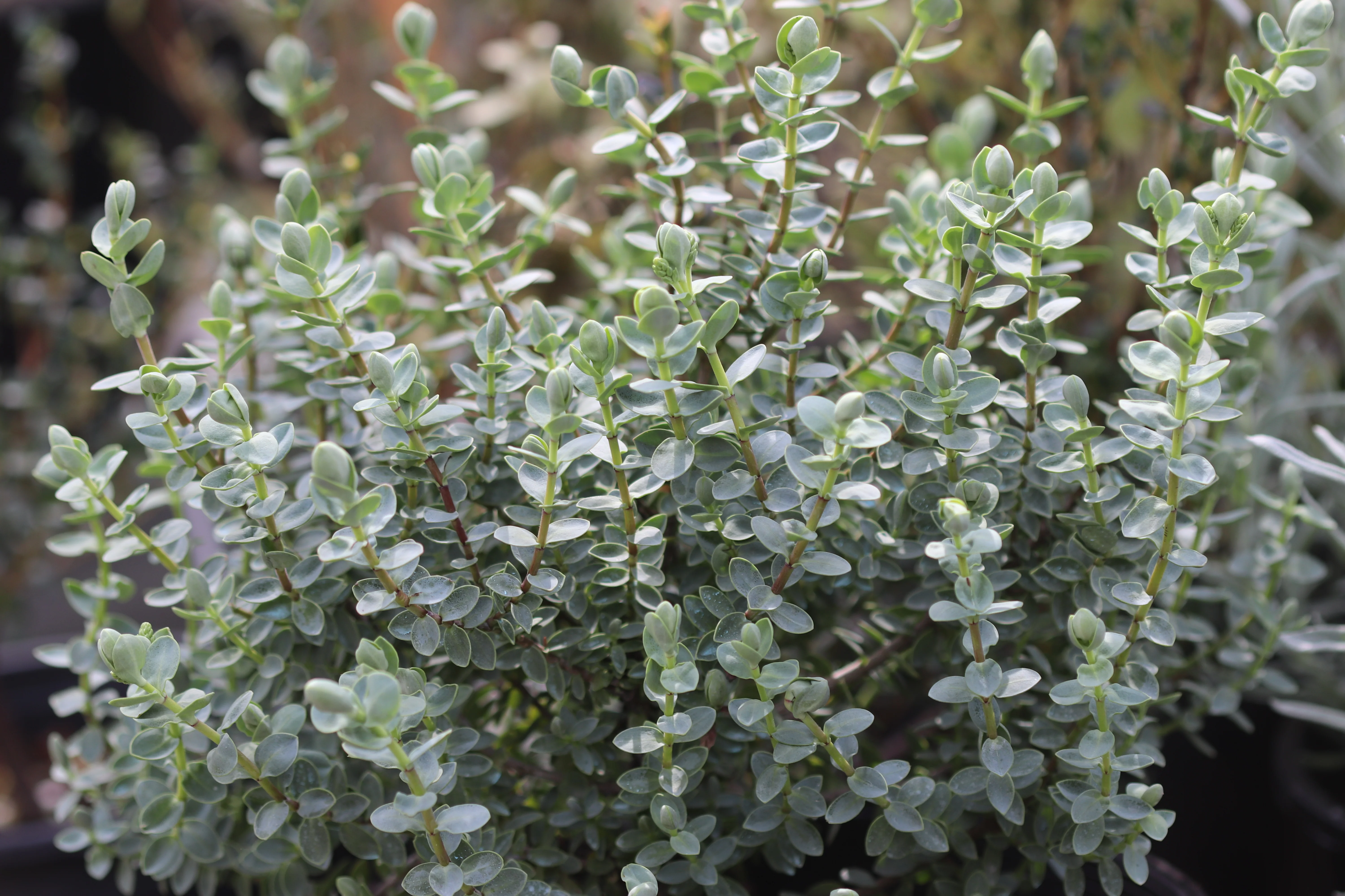 *RETAIL - Hebe glaucophylla