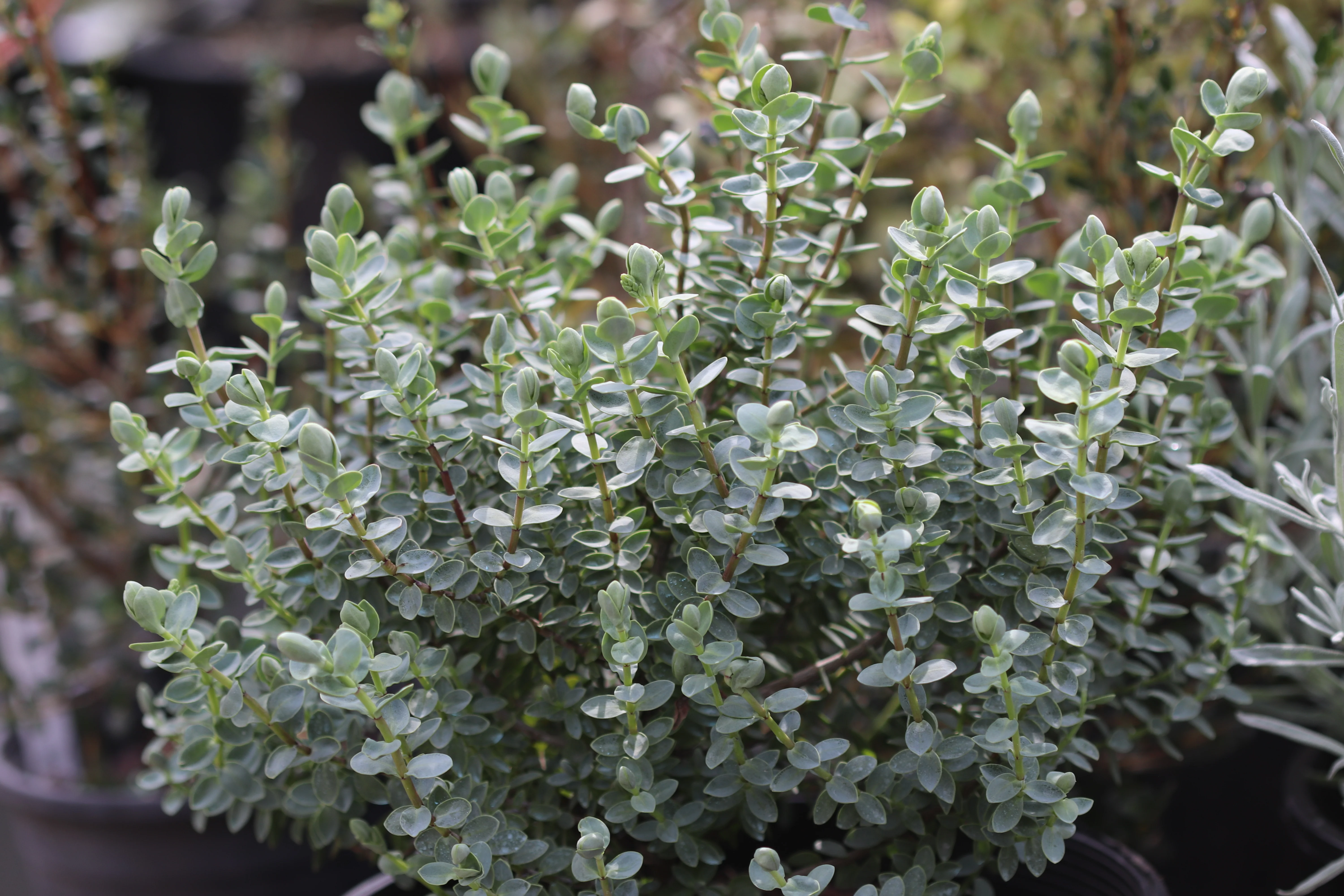 *RETAIL - Hebe glaucophylla - Image 2