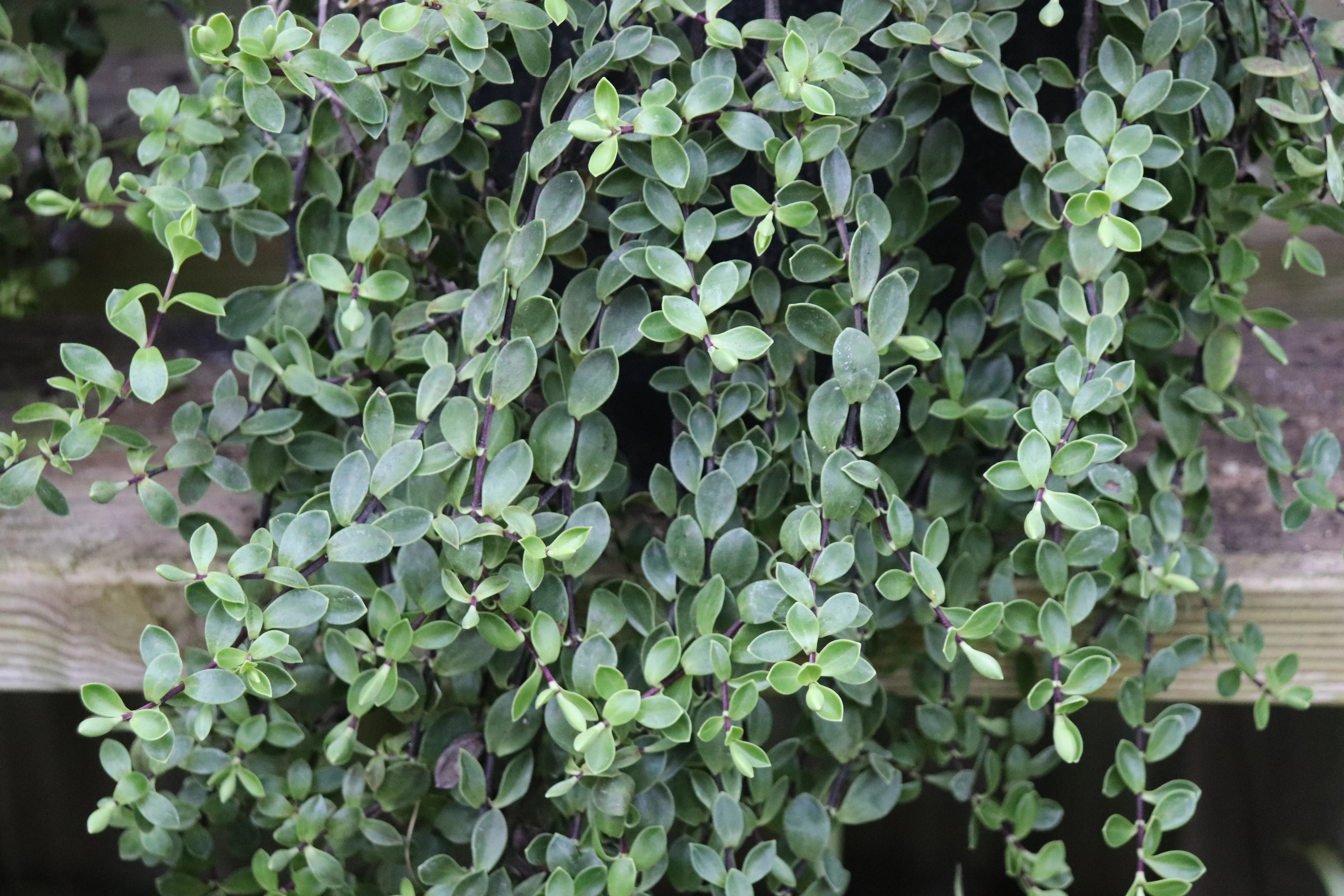 *RETAIL - Hebe repens - Image 2