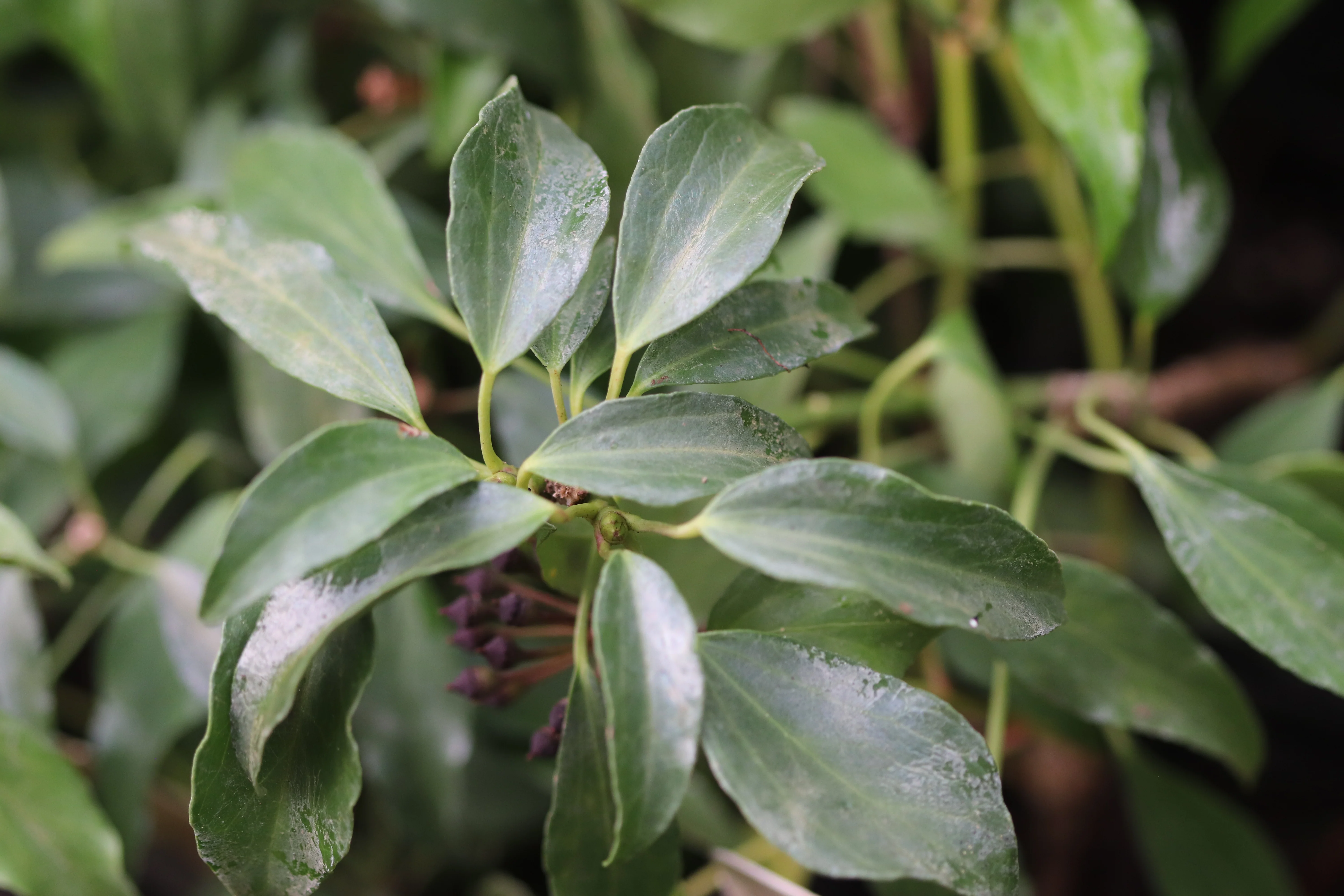 Hedera nepalensis - adult form - Image 4